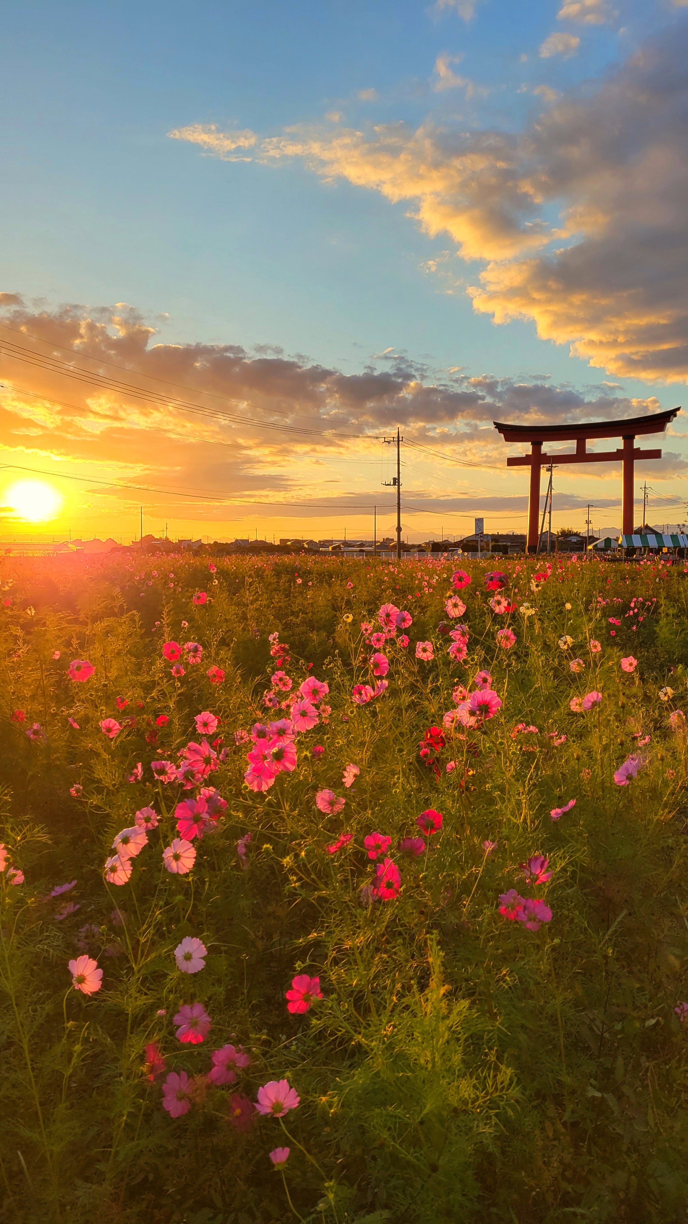 小泉稲荷神社大鳥居にて、「夕焼けに輝くコスモスと鳥居」と感じた写真です。