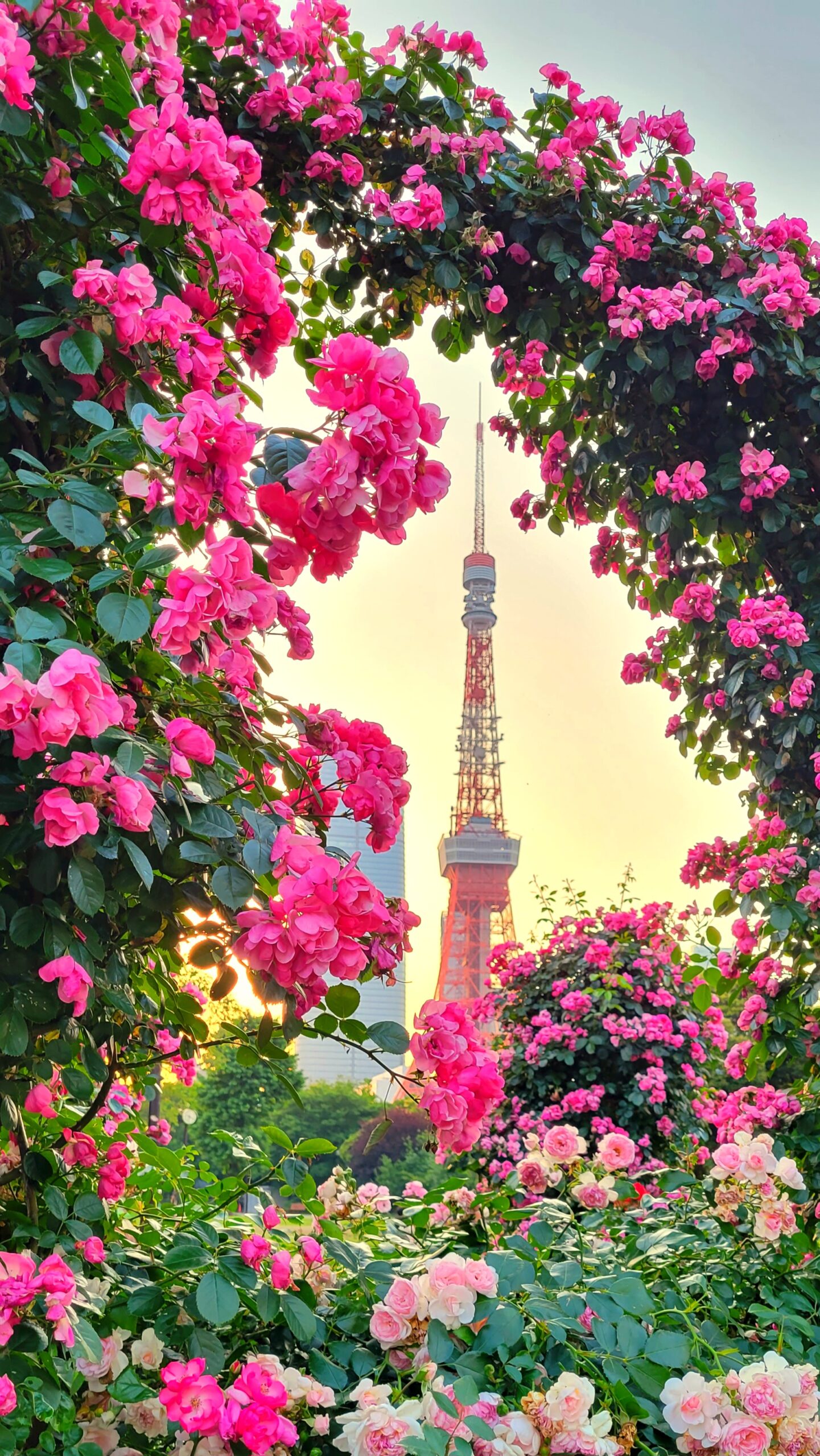 芝公園にて、「芝公園の春!東京タワーとピンクのバラのアーチが織りなす幻想的な夕焼け」と感じた写真です。