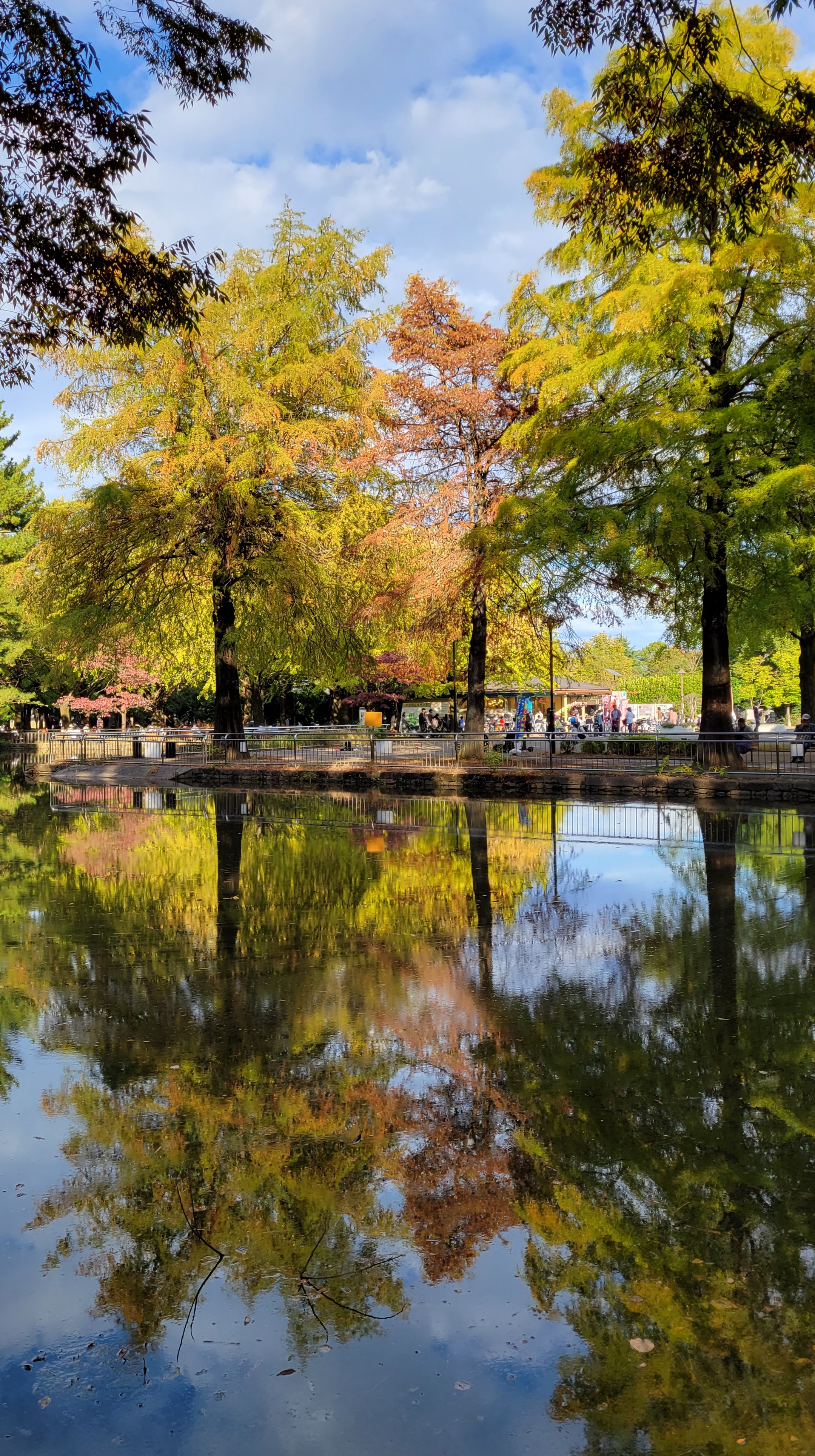 光が丘公園にて、「池に映るメタセコイアの紅葉」と感じた写真です。