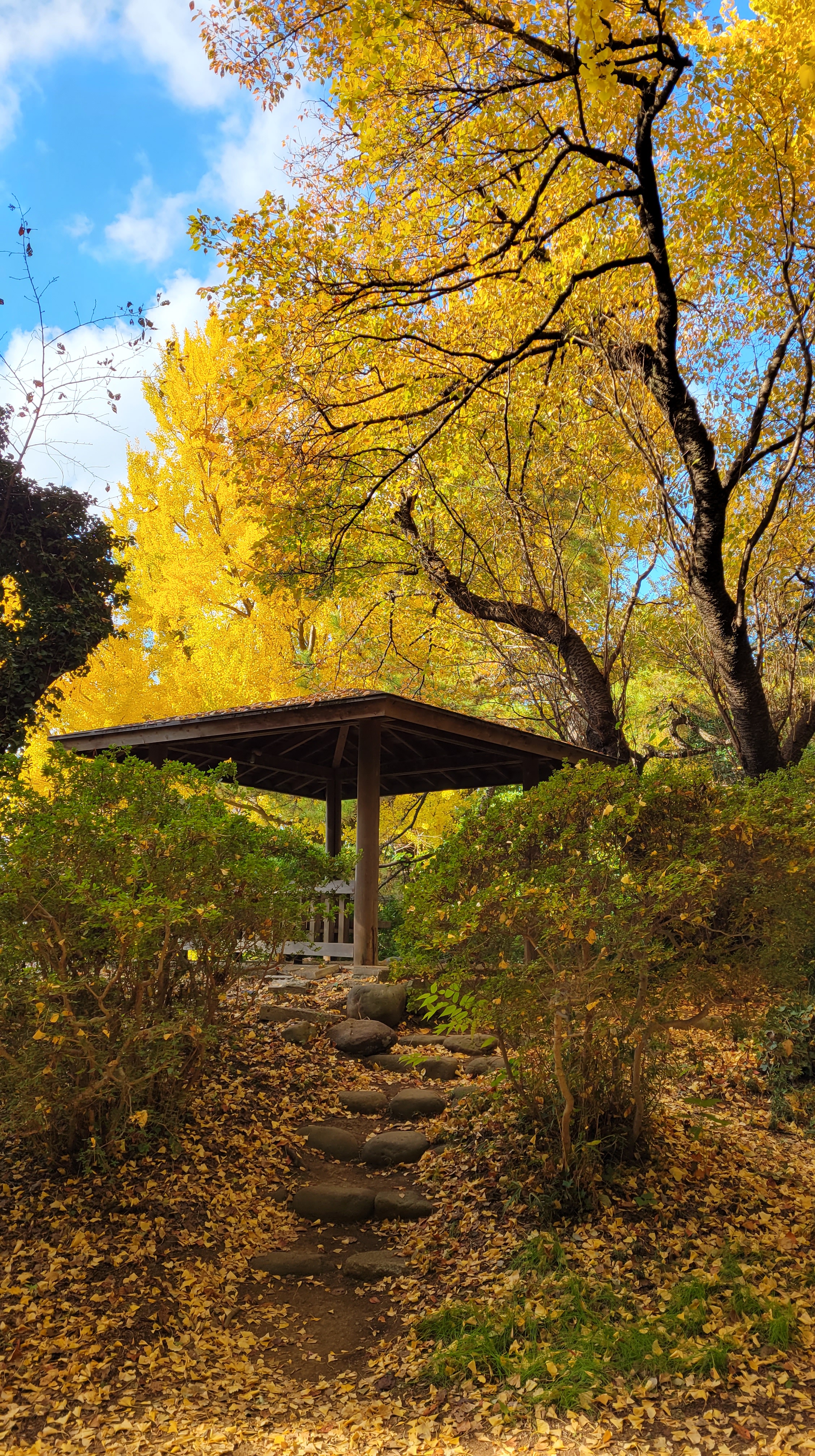 小石川植物園にて、「銀杏の紅葉と休憩所の落ち着いた風景」と感じた写真です。