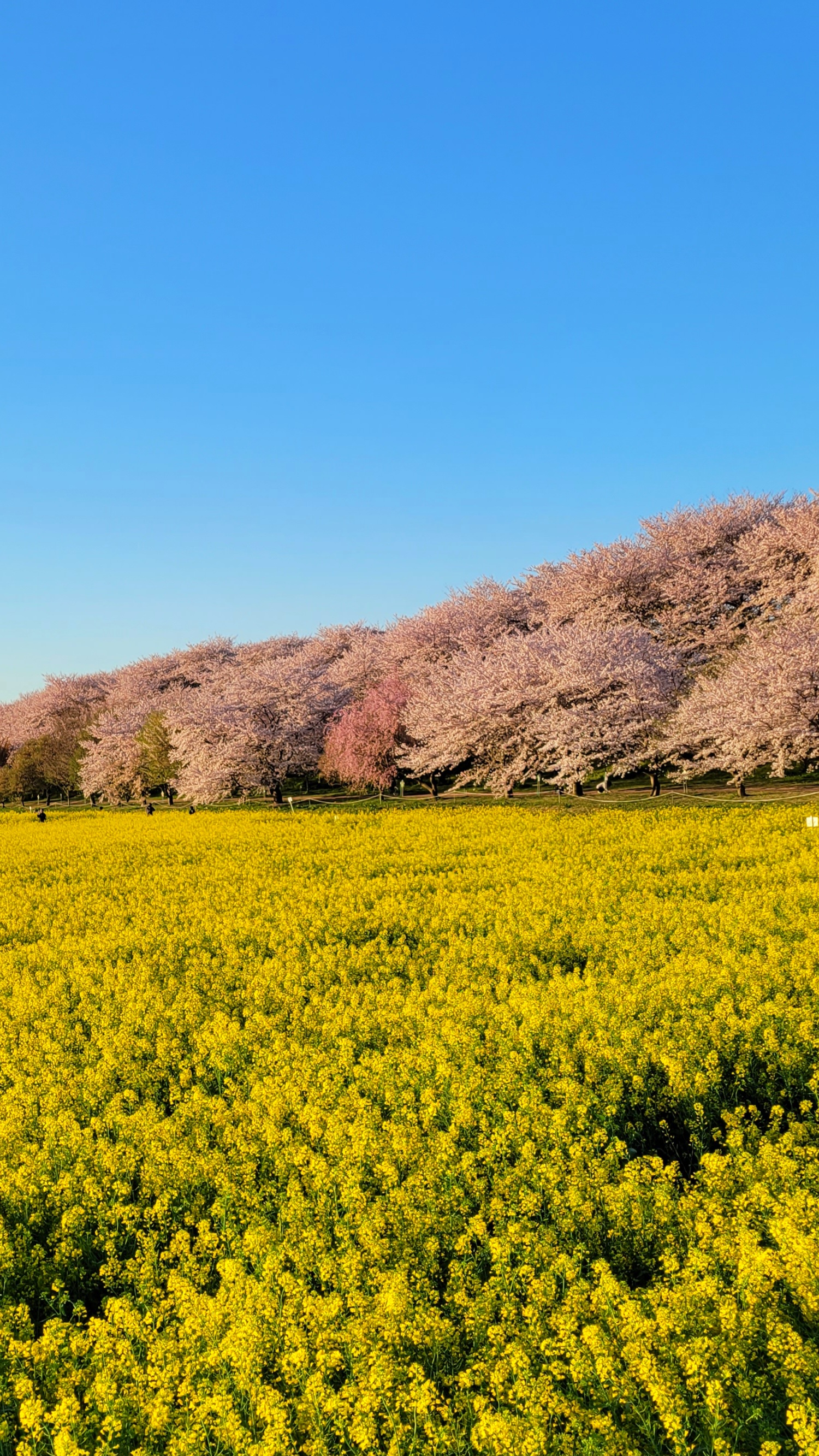 幸手権現堂にて、「桜並木と菜の花畑の春の風景」と感じた写真です。