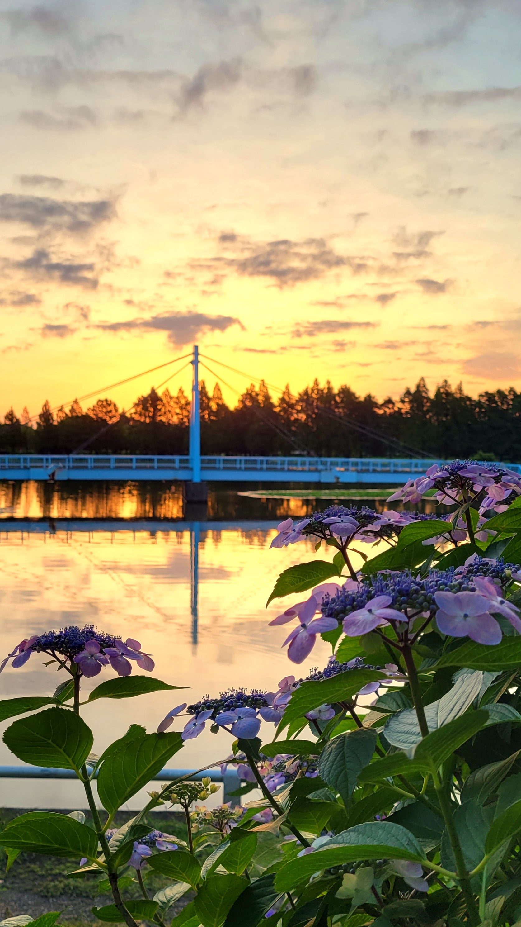 水元公園にて、「紫陽花と日の出の幻想的なコラボ」と感じた写真です。