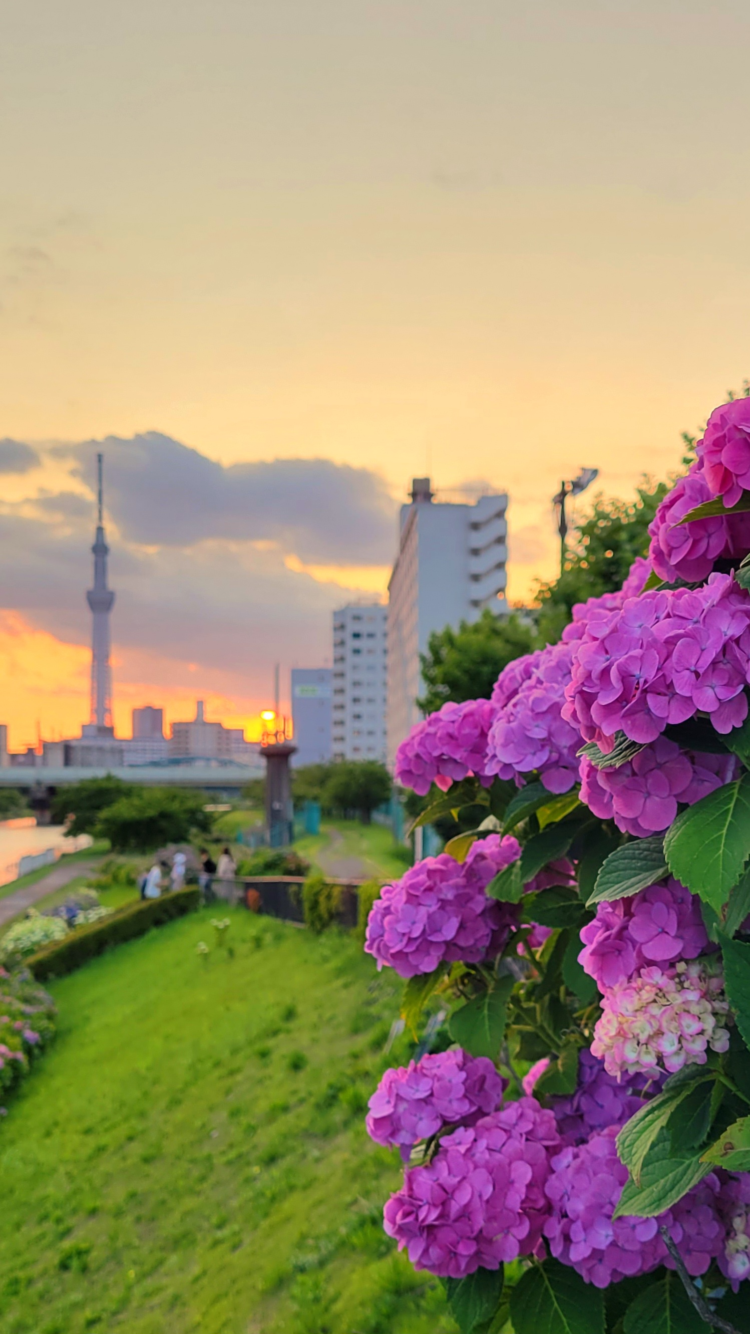 ふれあい橋にて、「ピンクの紫陽花と夕焼けとスカイツリー」と感じた写真です。
