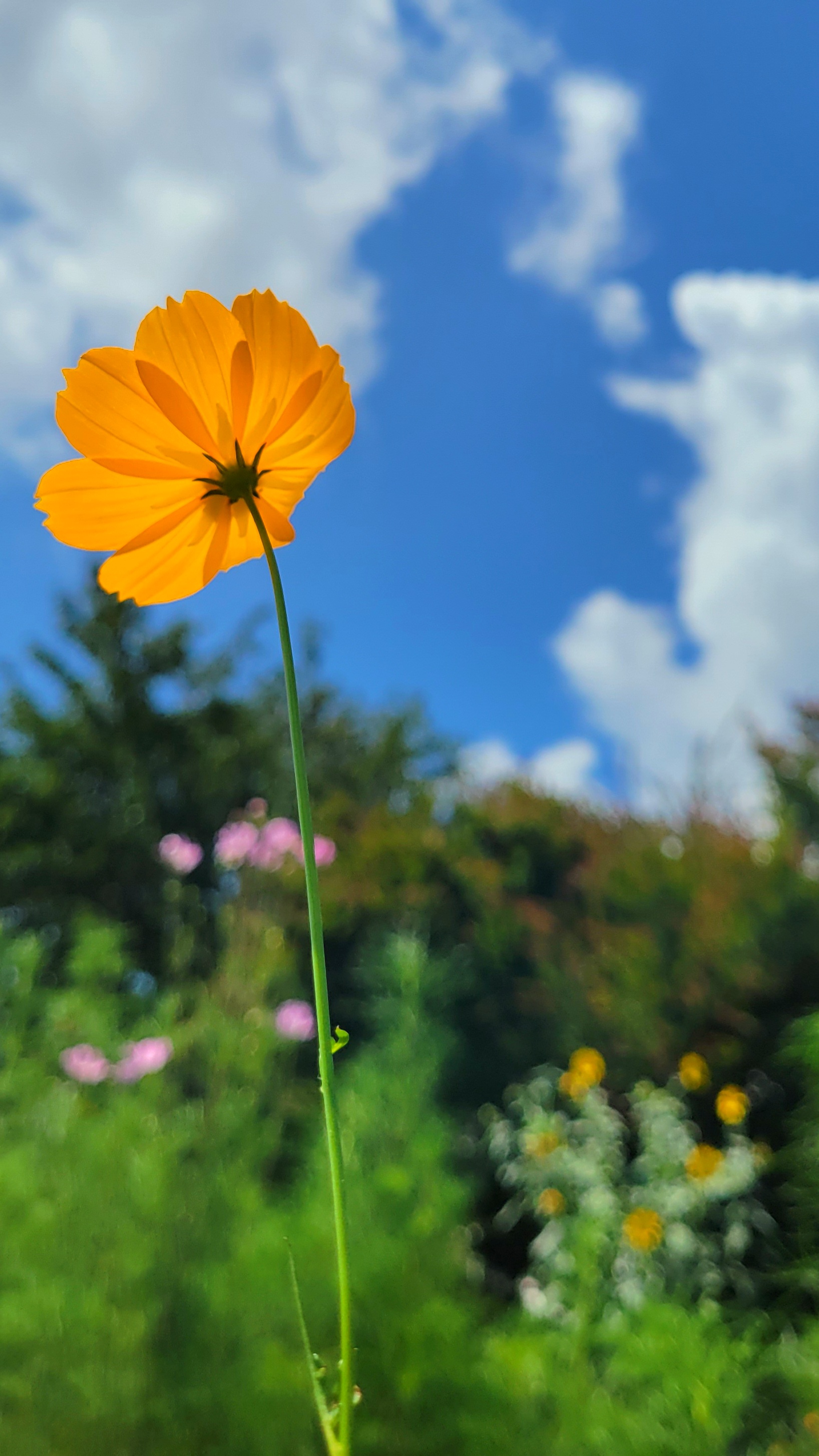 しながわ花海道にて、「青空に向かう一本のコスモス」と感じた写真です。
