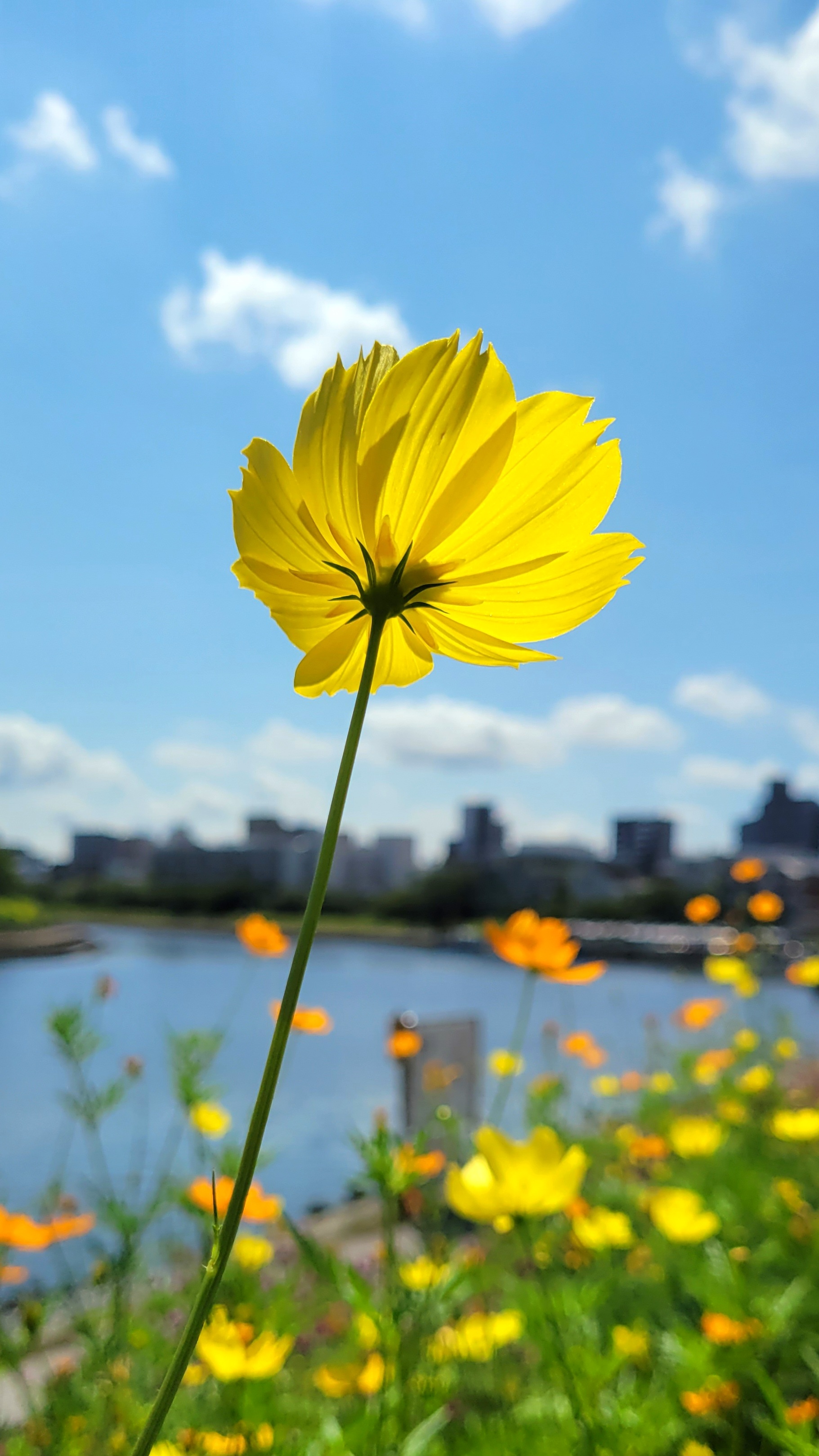 しながわ花海道にて、「風に揺れる黄色のコスモス」と感じた写真です。