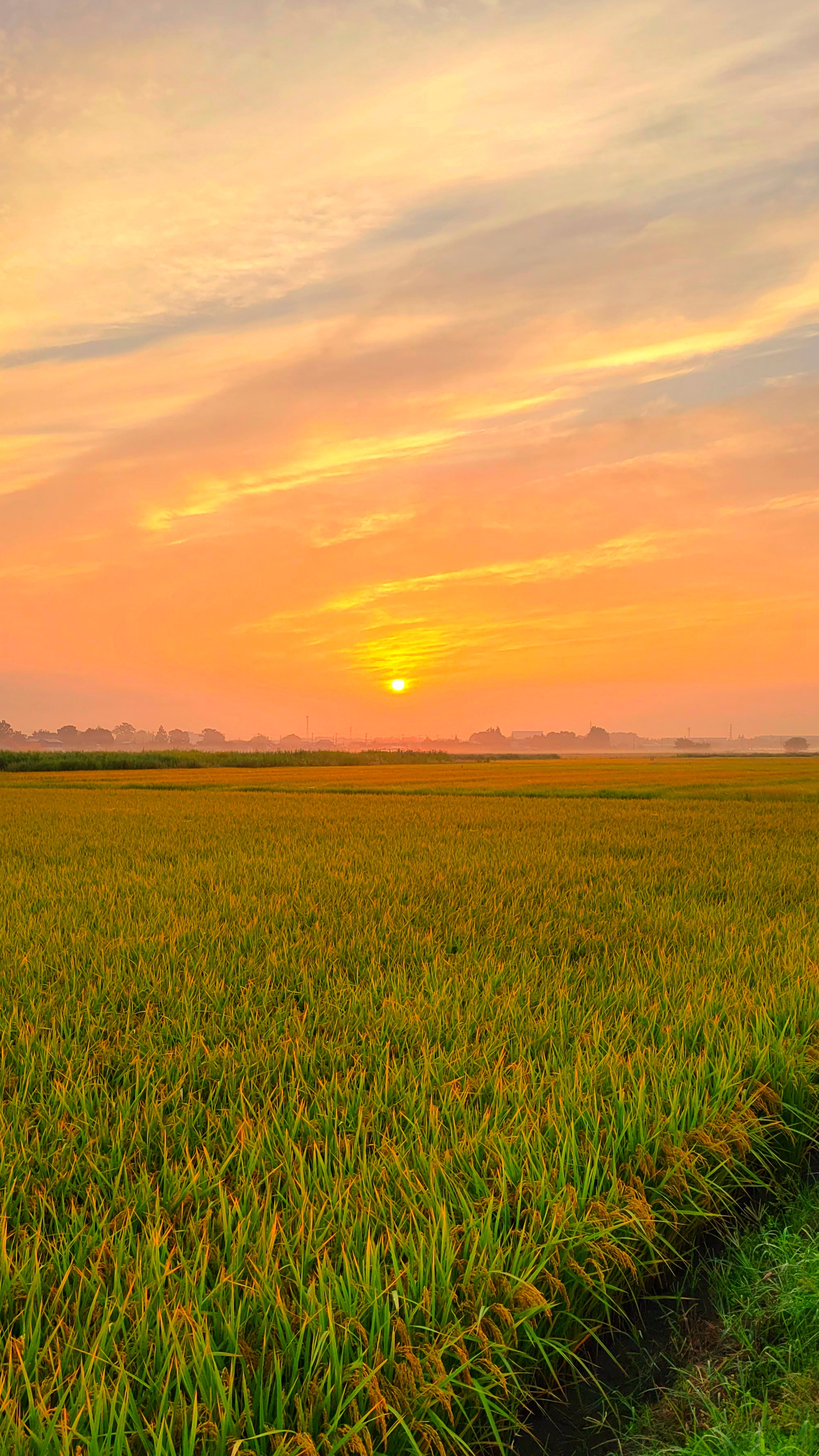 埼玉県内にて、「朝焼けに染まる田園風景」と感じた写真です。