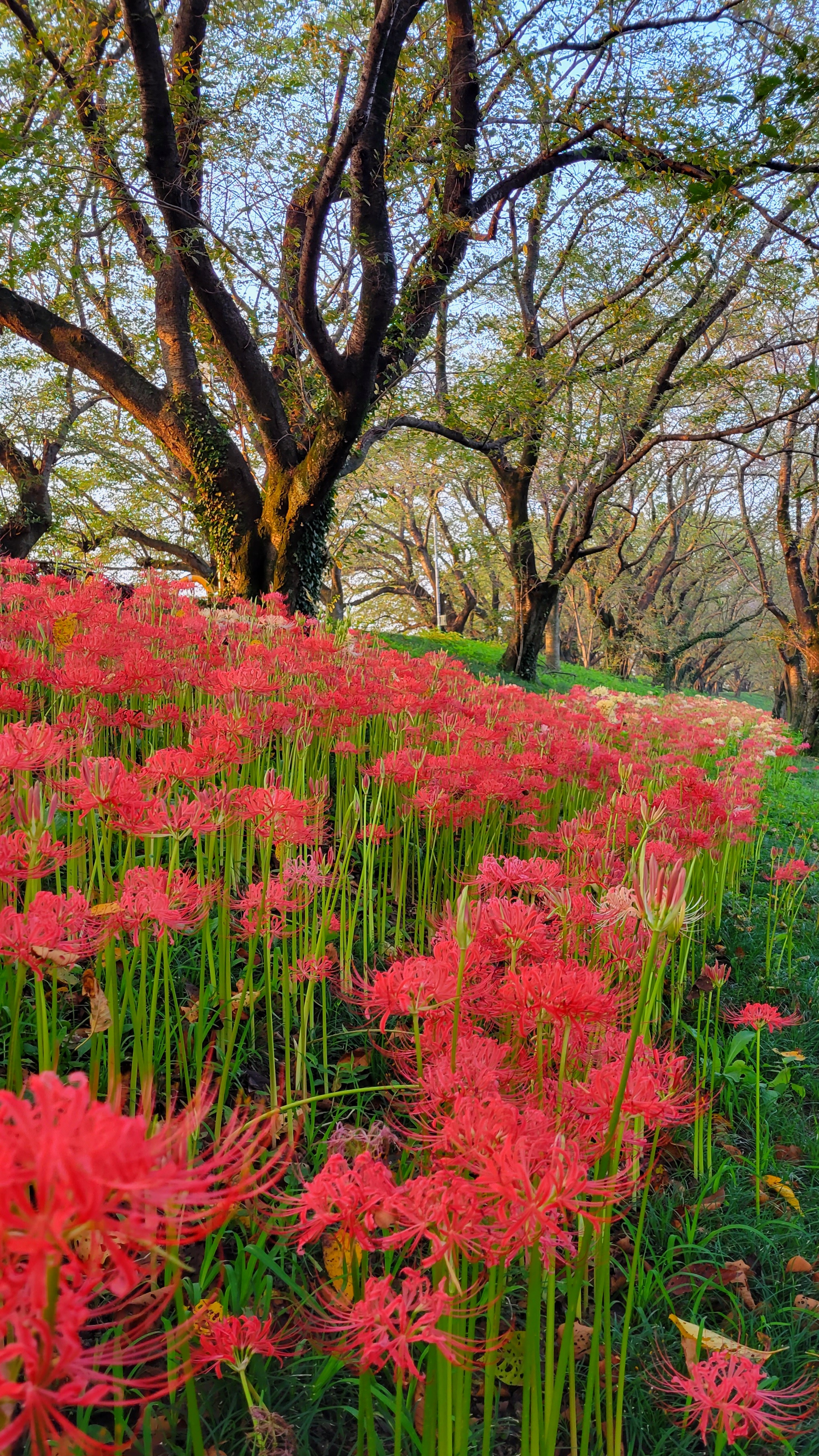 さくら堤公園にて、「曼殊沙華が織りなす赤い絨毯」と感じた写真です。