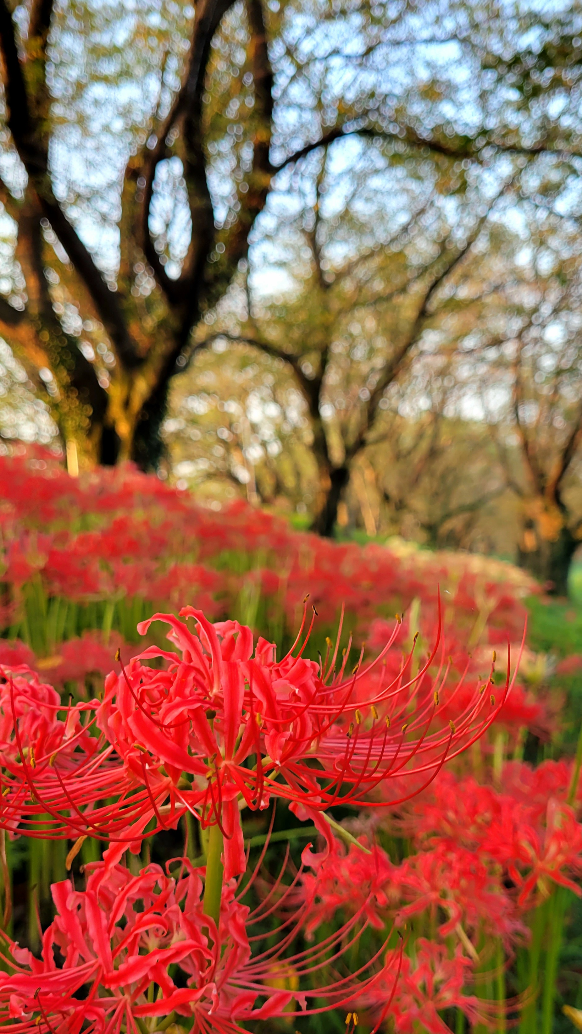 さくら堤公園にて、「光を浴びる一輪の曼殊沙華」と感じた写真です。