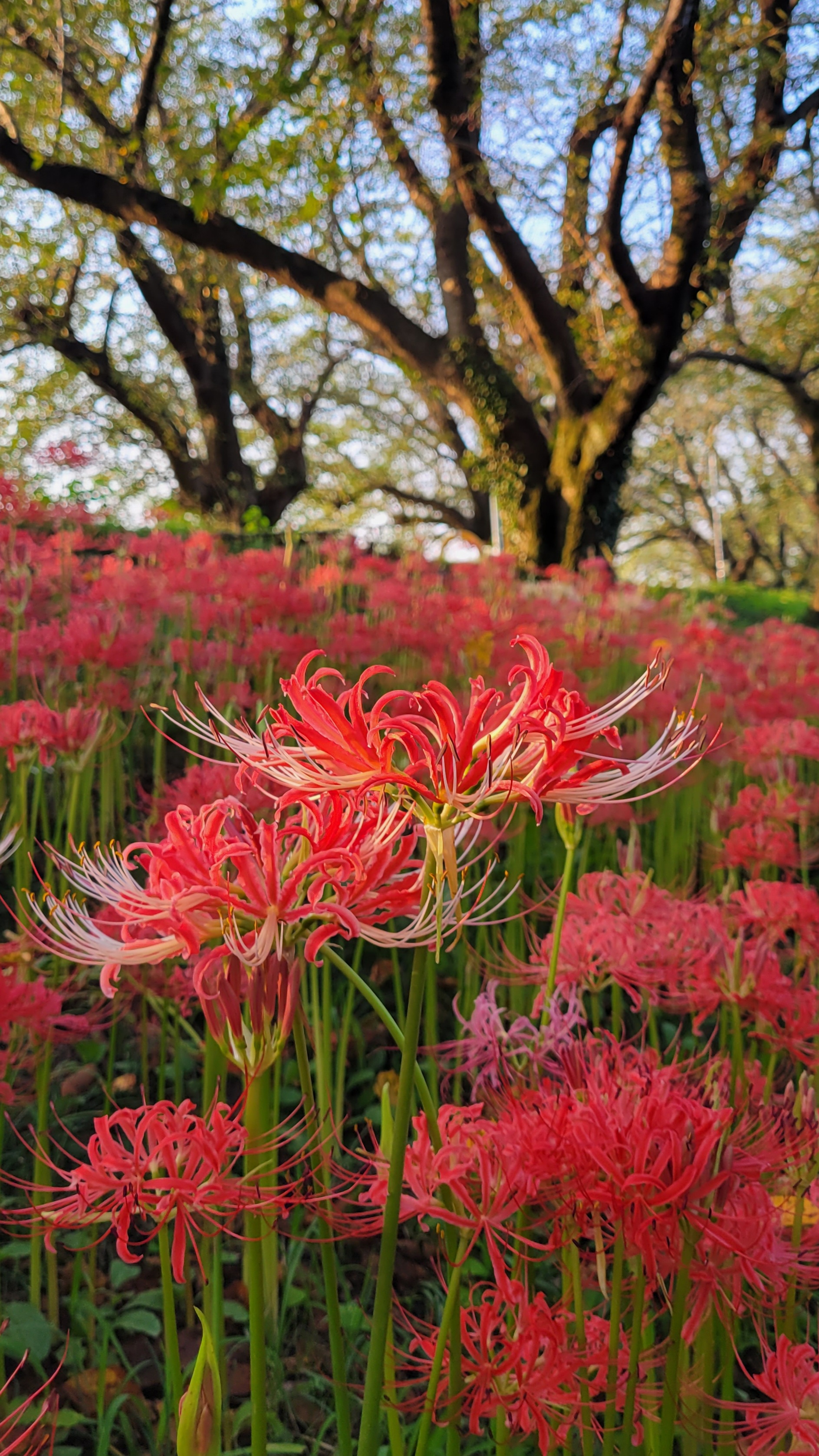 さくら堤公園にて、「光に映える紅白の曼殊沙華」と感じた写真です。