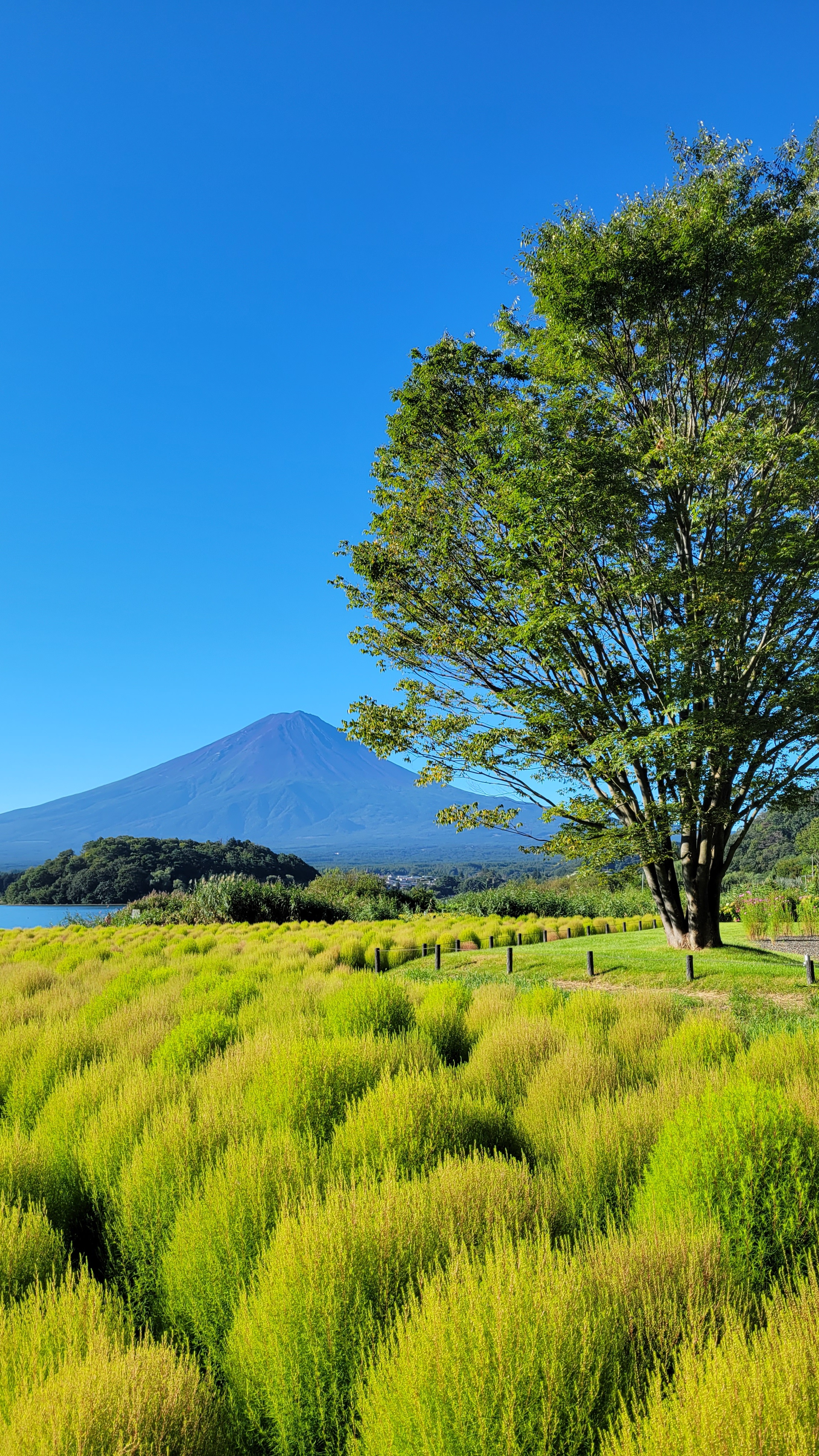 大石公園にて、「大石公園のコキアと富士山」と感じた写真です。