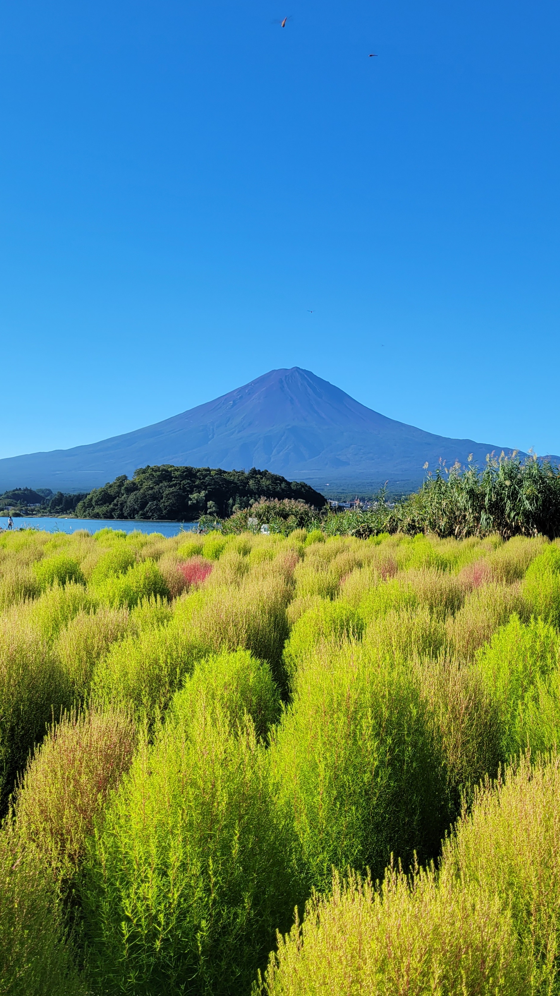 大石公園にて、「雄大な富士山とコキアの共演」と感じた写真です。