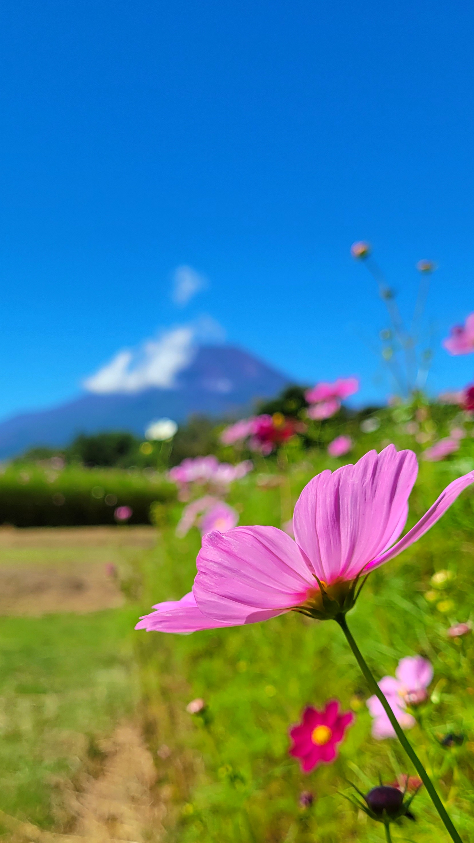 山中湖花の都公園にて、「奥行きを感じる薄ピンクのコスモス」と感じた写真です。