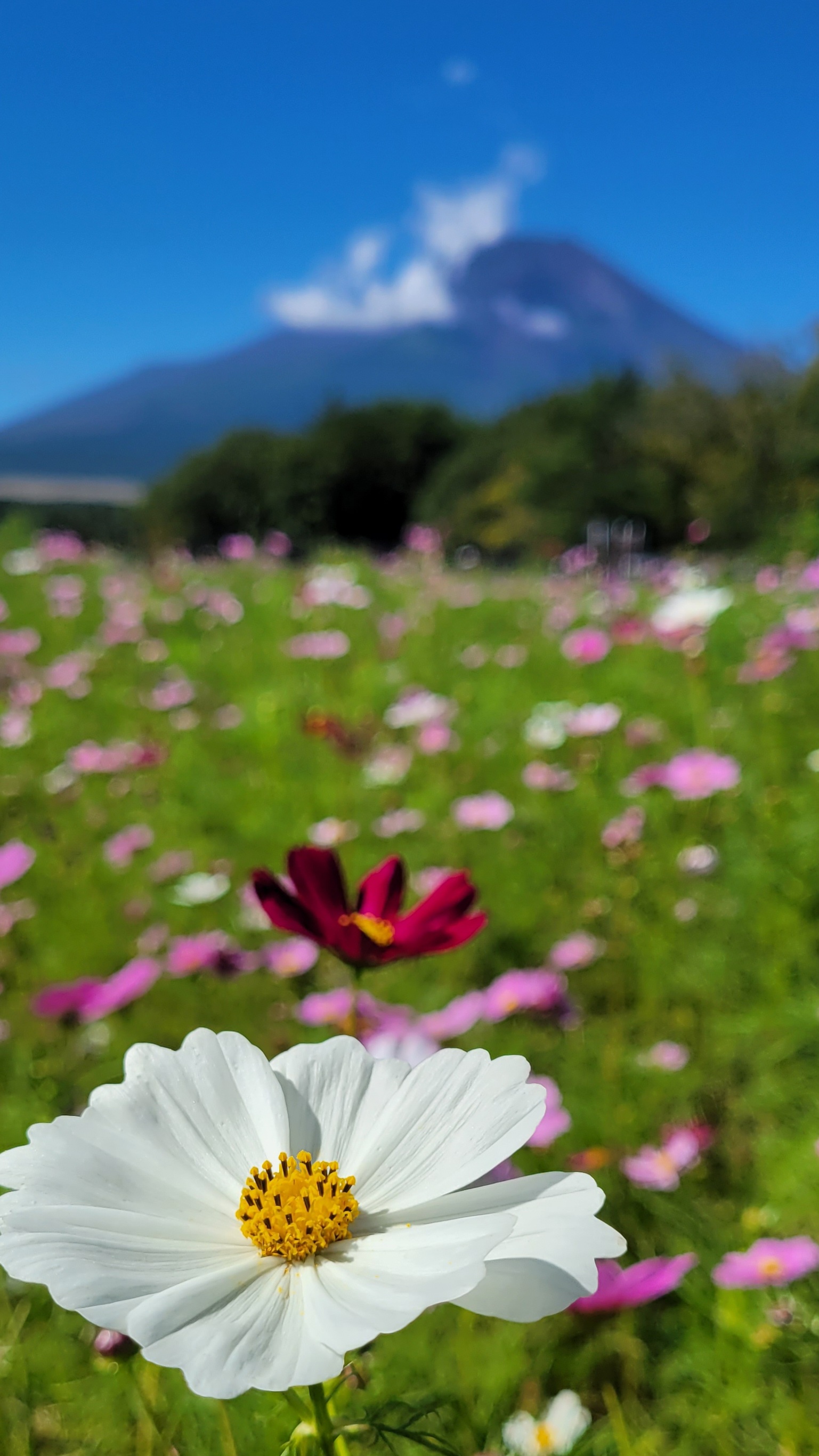 山中湖花の都公園にて、「白コスモスと富士山」と感じた写真です。