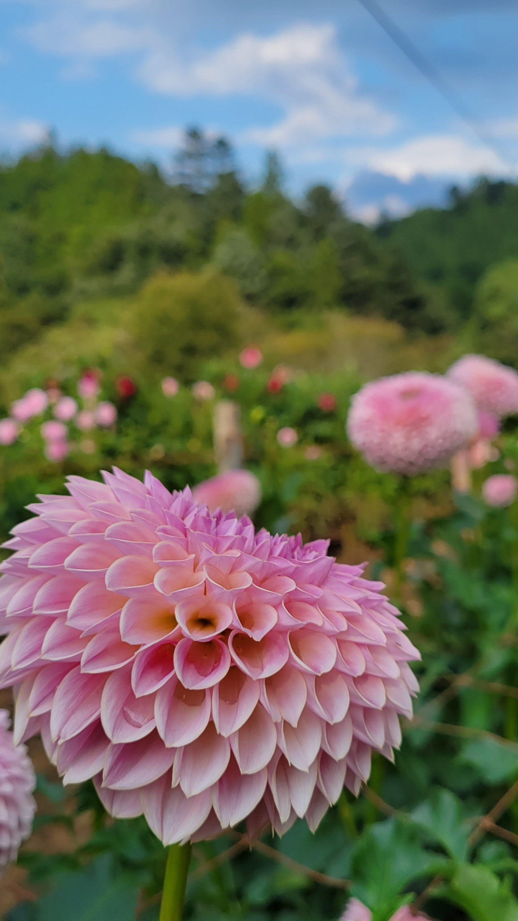 両神山麓花の郷ダリア園にて、「ダリアの繊細な美しさ」と感じた写真です。