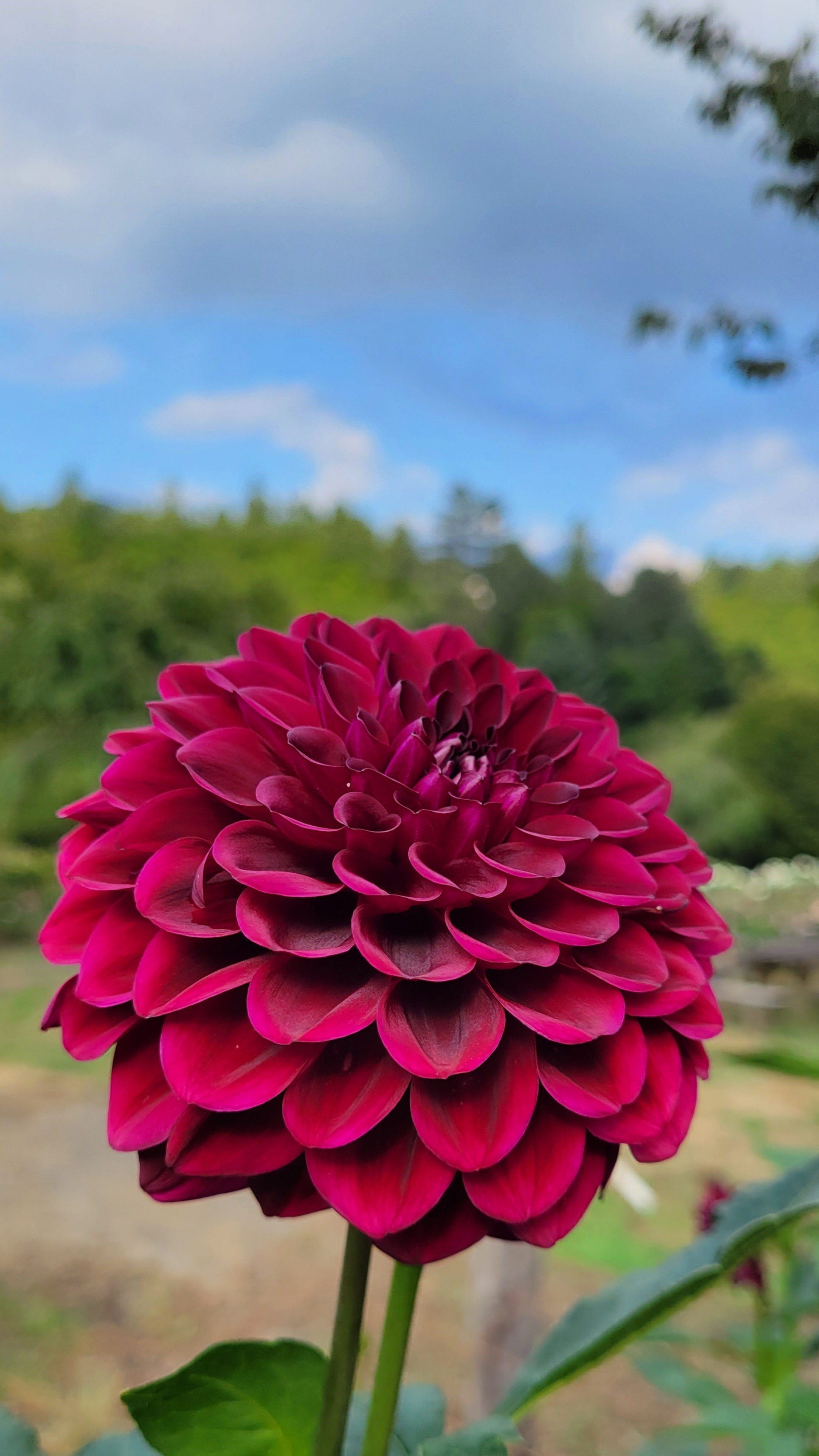 両神山麓花の郷ダリア園にて、「深みのあるワイン色のダリアの魅力」と感じた写真です。