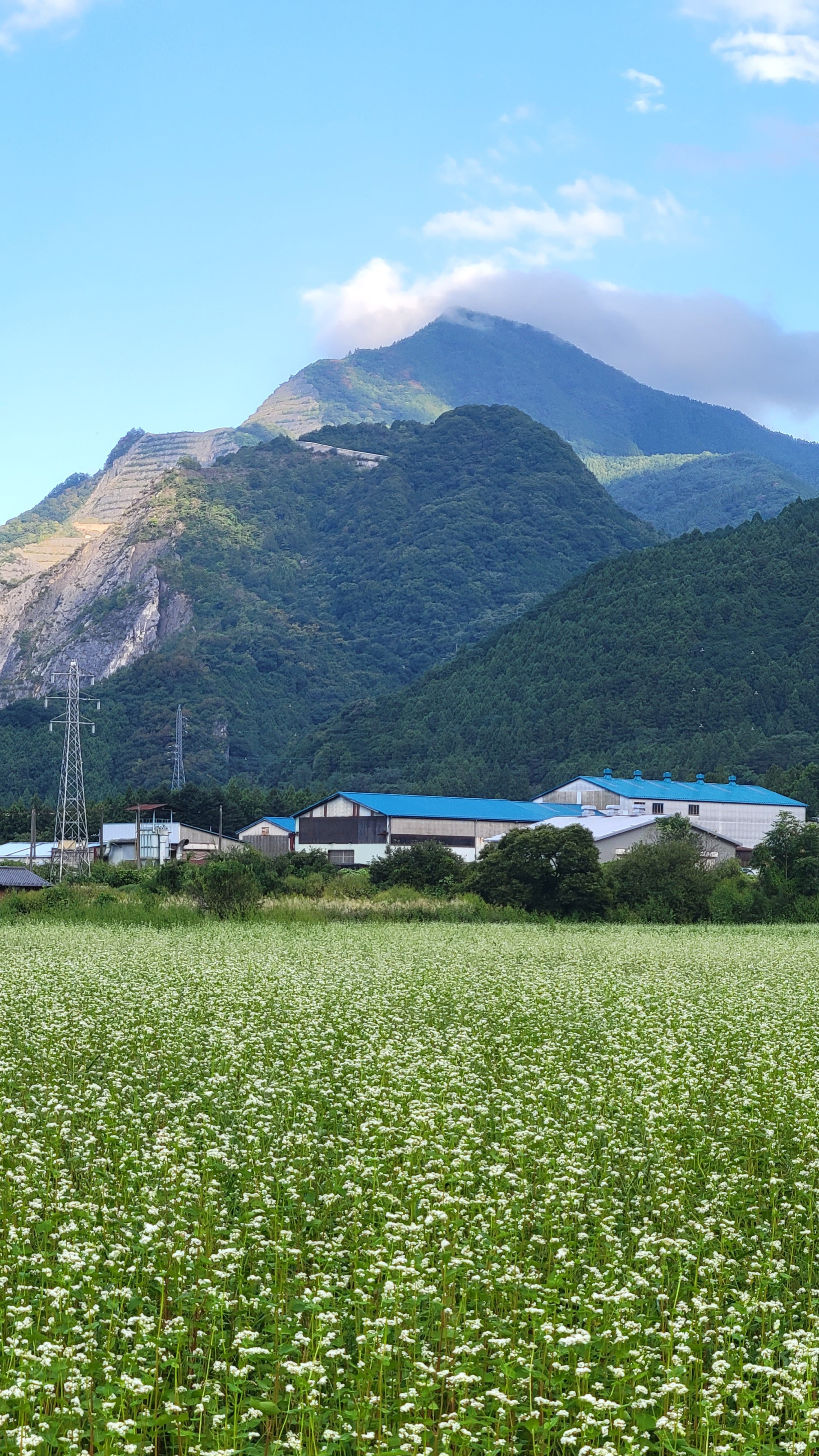 ちちぶ花見の里にて、「蕎麦の花と武甲山のバランスを意識した一枚」と感じた写真です。