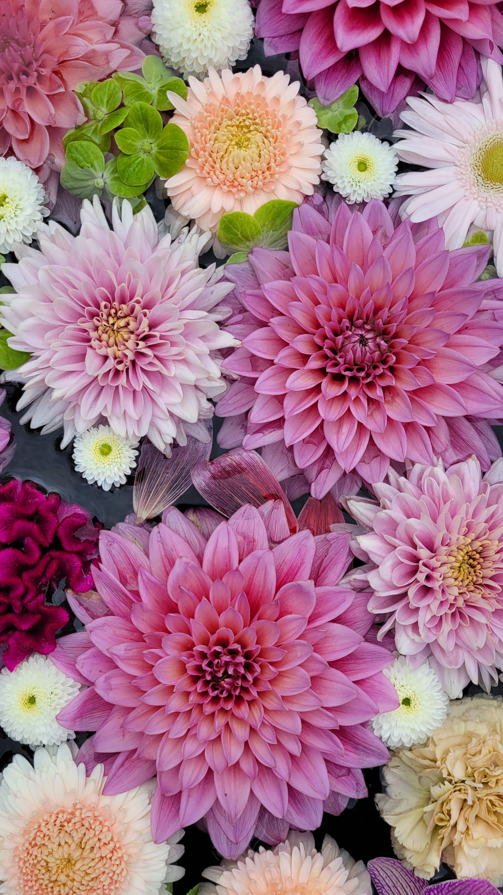 忍城にて、「水面に浮かぶ花々が魅せる優雅な世界」と感じた写真です。