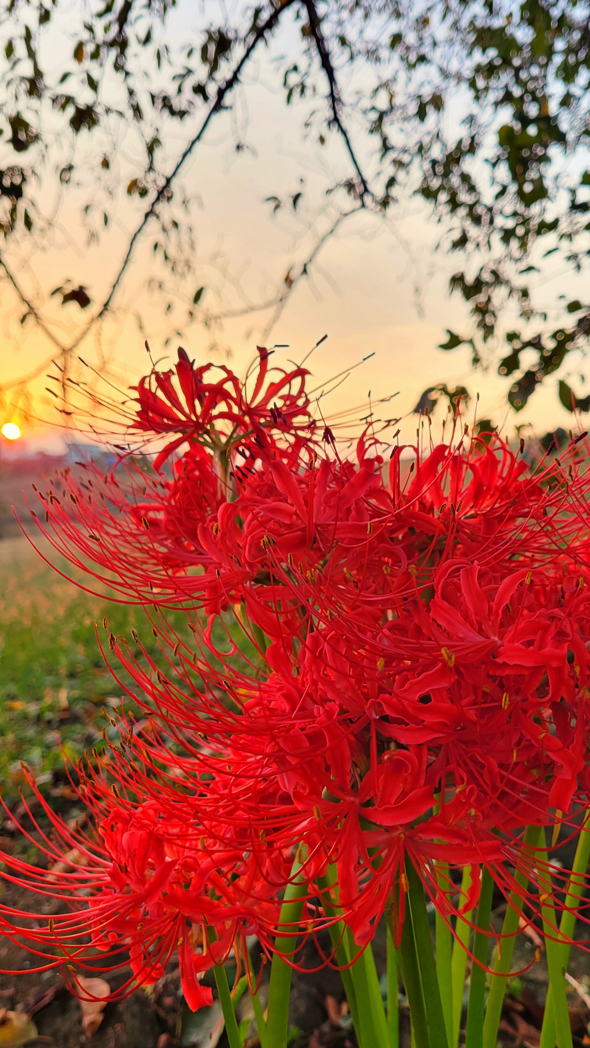 荒川土手にて、「朝日に輝く土手の曼殊沙華」と感じた写真です。