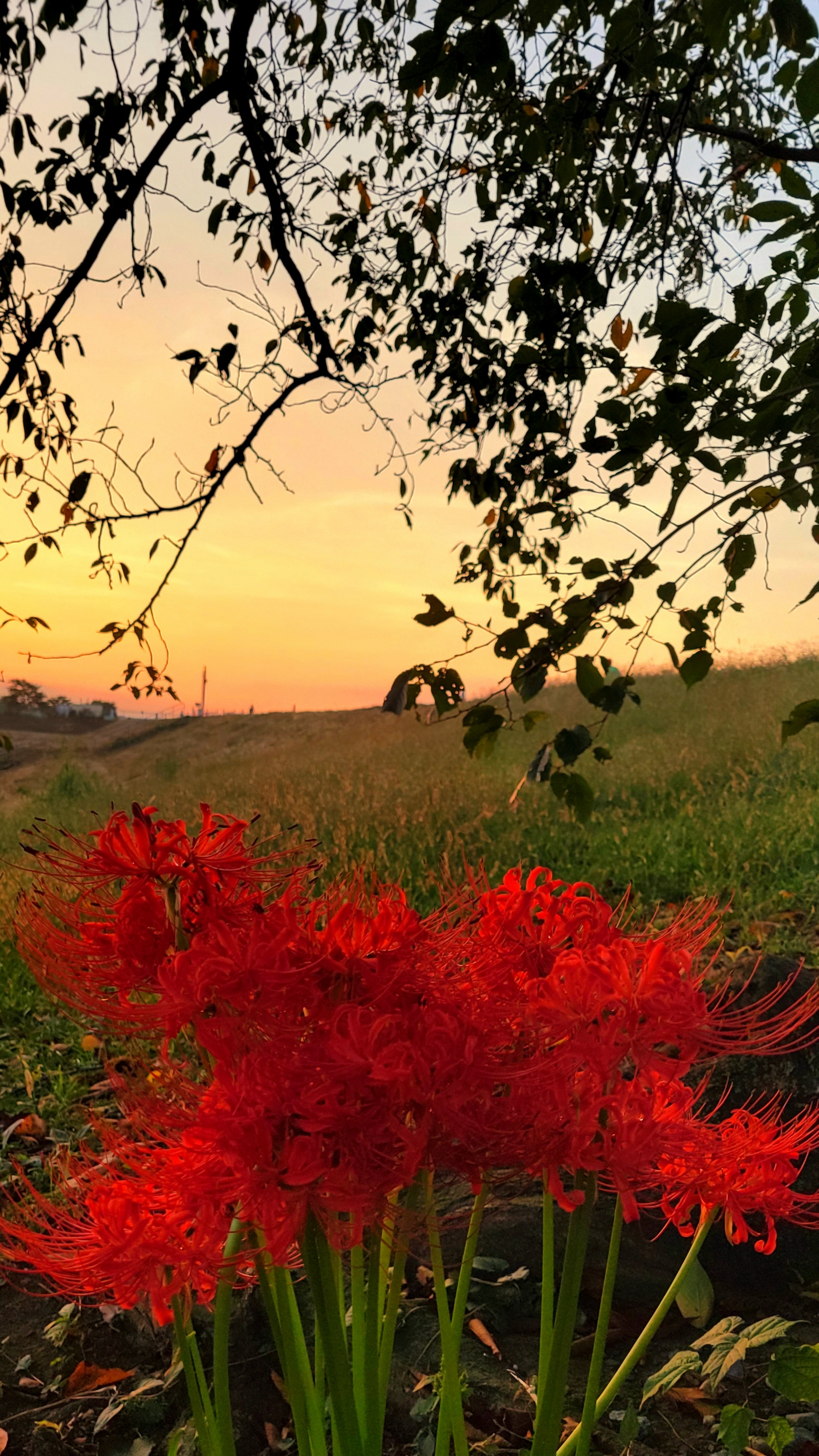 荒川土手にて、「静寂の朝、曼殊沙華が映えるひととき」と感じた写真です。