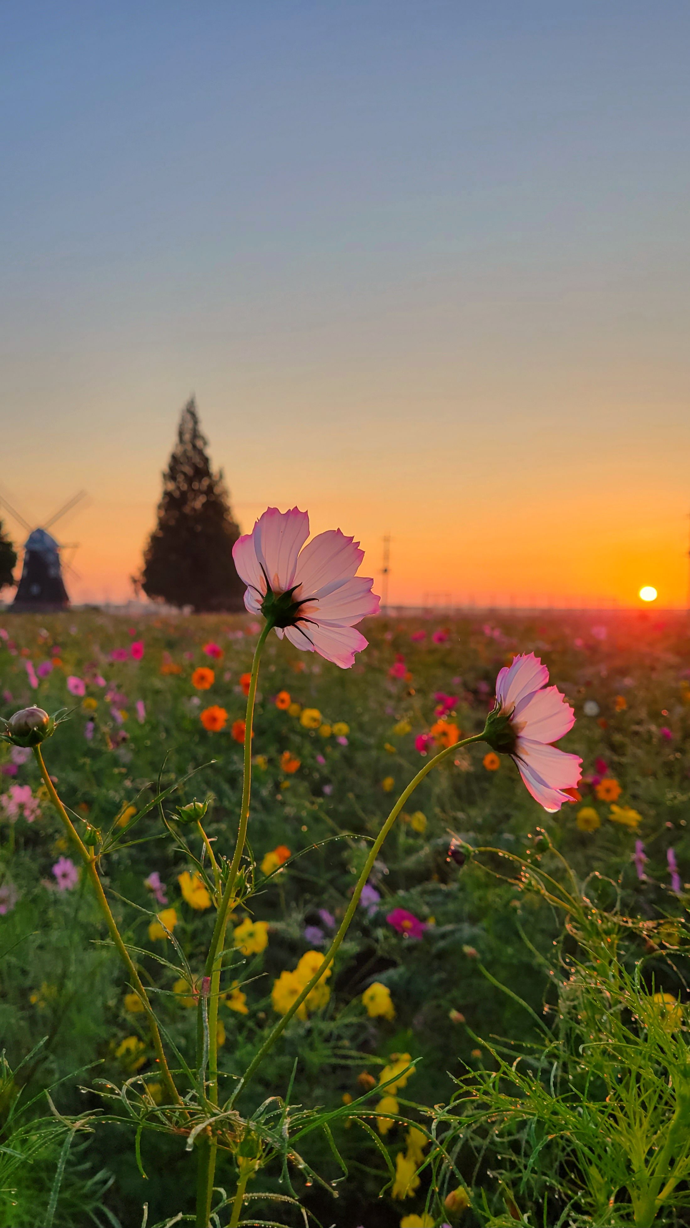 あけぼの山農業公園にて、「朝焼けの空の下、輝くコスモスの美しさ」と感じた写真です。