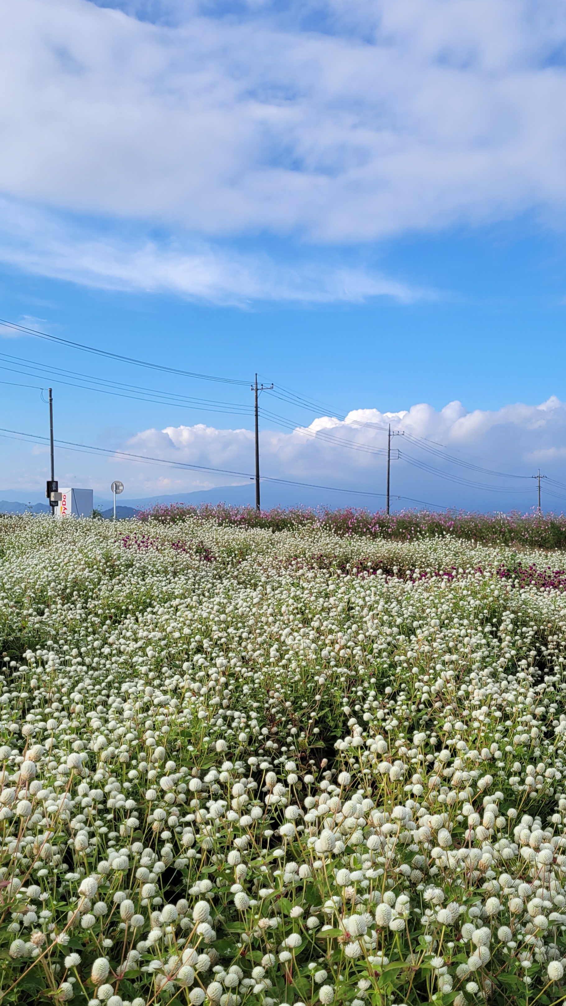 鼻高展望花の丘にて、「白い千日紅の畑を下から撮影」と感じた写真です。