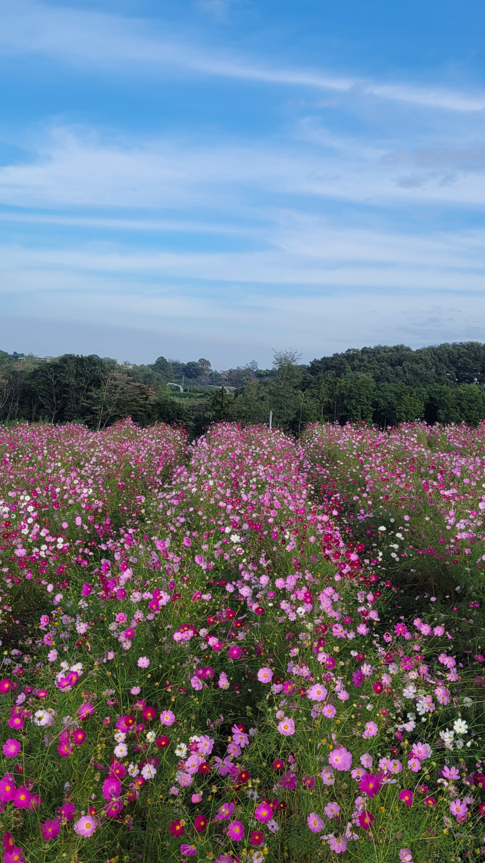 鼻高展望花の丘にて、「高い位置から捉えたコスモス畑と広がる空」と感じた写真です。