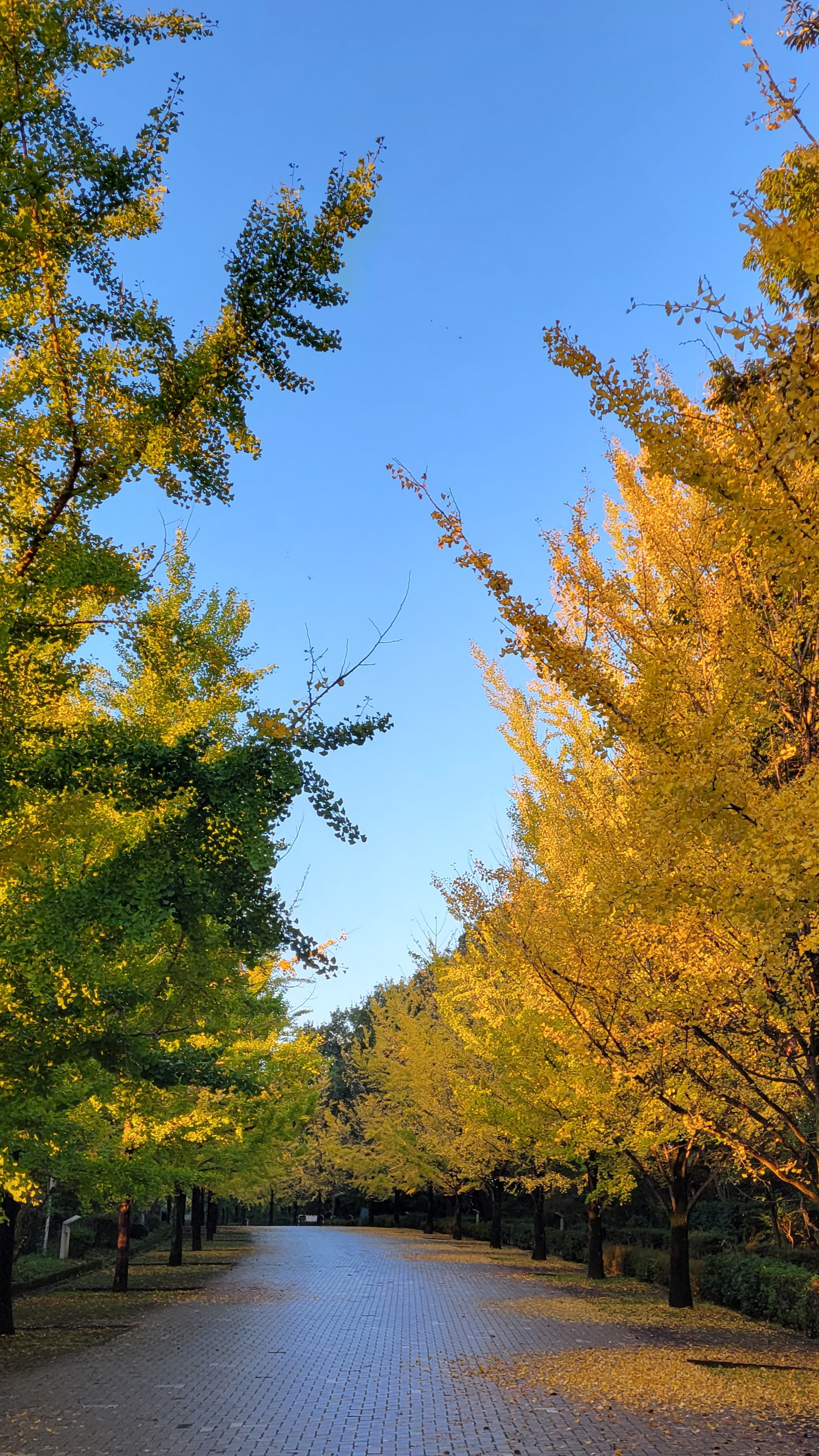 秩父ミューズパークにて、「遠近感を活かした銀杏並木の景色」と感じた写真です。