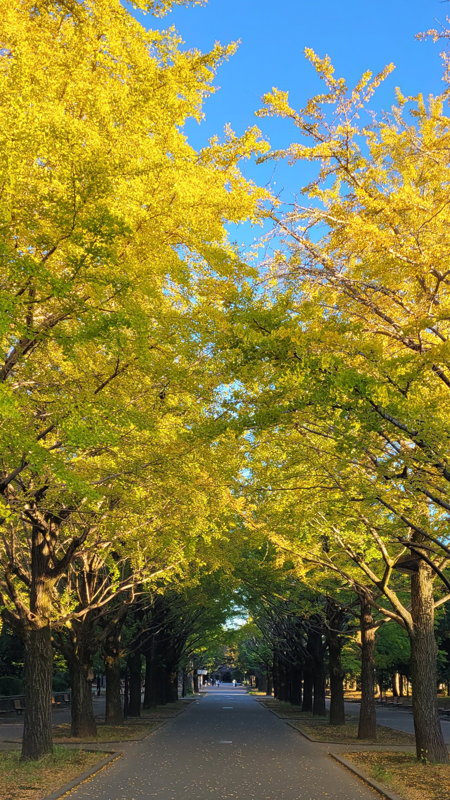 光が丘公園にて、「光と影が織りなす銀杏並木のコントラスト」と感じた写真です。