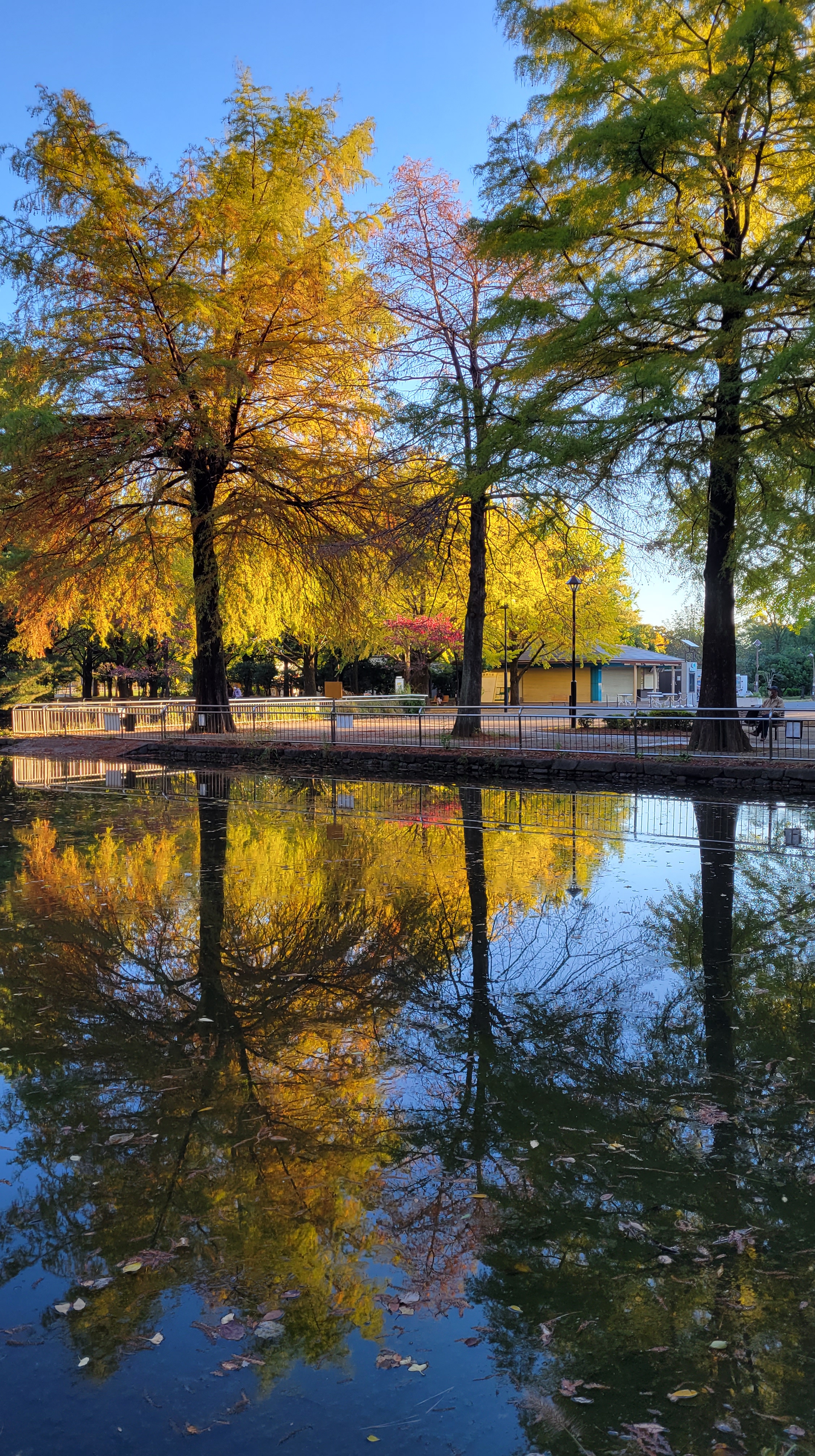 光が丘公園にて、「水面に映るメタセコイアの紅葉」と感じた写真です。