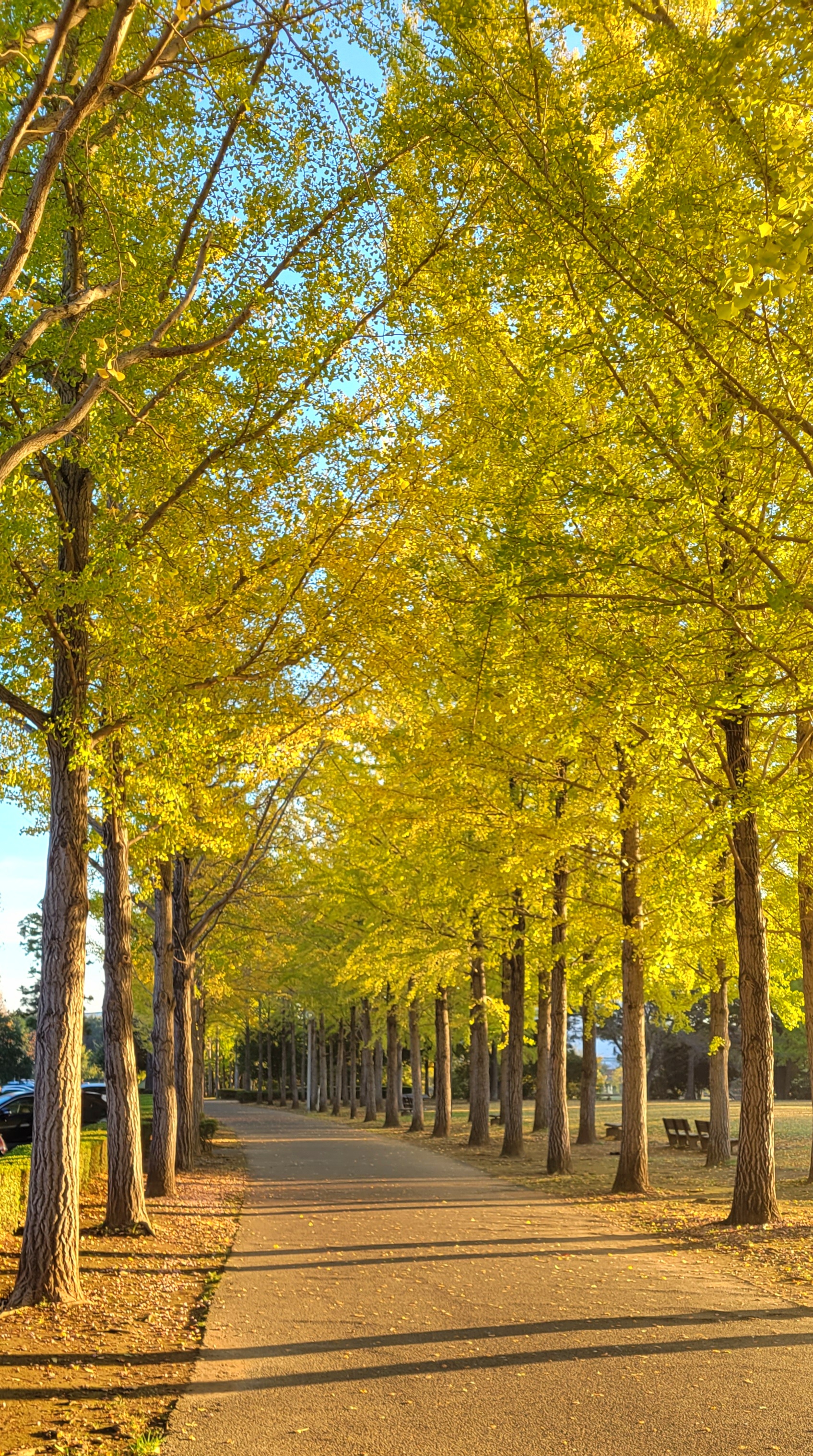 科学万博記念公園にて、「朝日に照らされた銀杏並木の幻想的な景色」と感じた写真です。