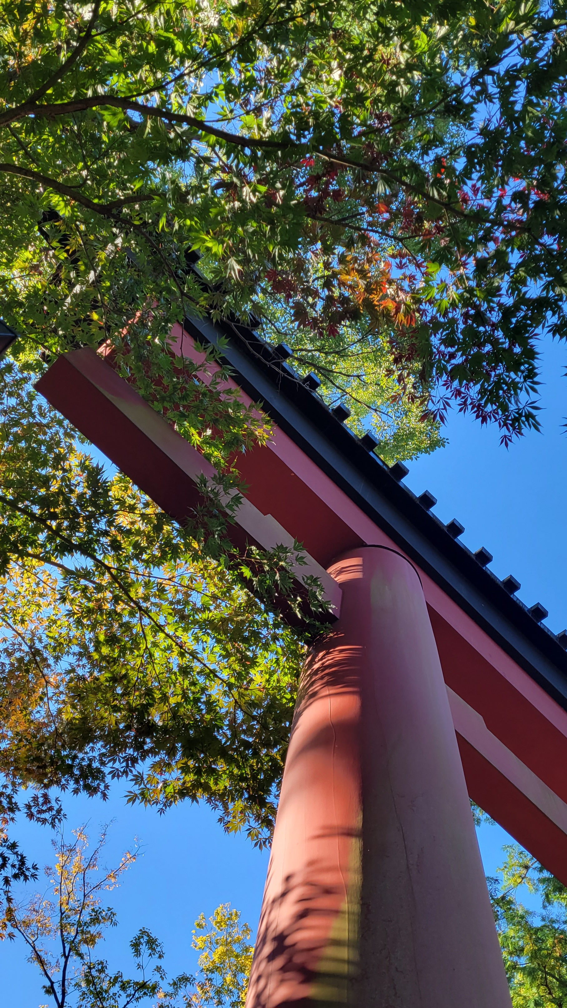 大宮氷川神社にて、「鳥居と紅葉が織りなす秋の風景」と感じた写真です。