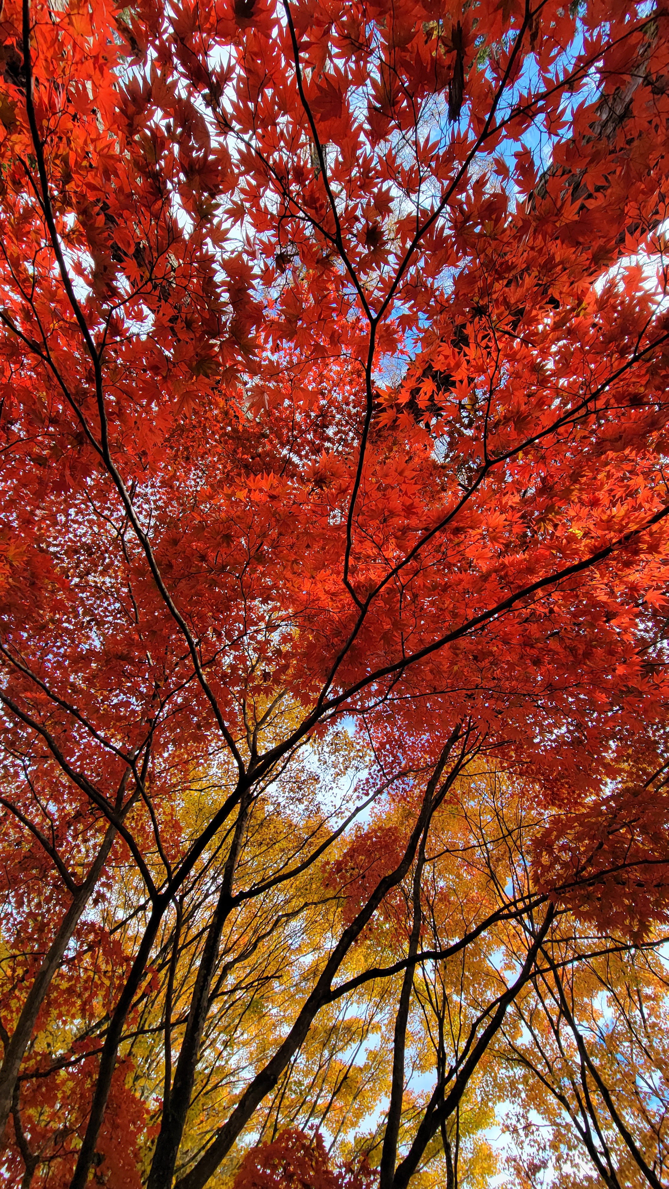 古峯神社にて、「紅葉と木漏れ日が織りなす秋の輝き」と感じた写真です。