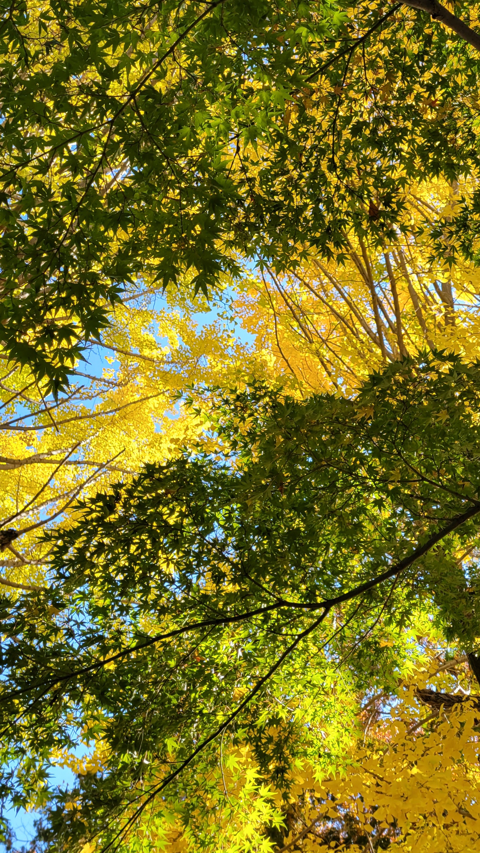 鑁阿寺(ばんなじ)にて、「黄色と緑が映える秋空のコントラスト」と感じた写真です。