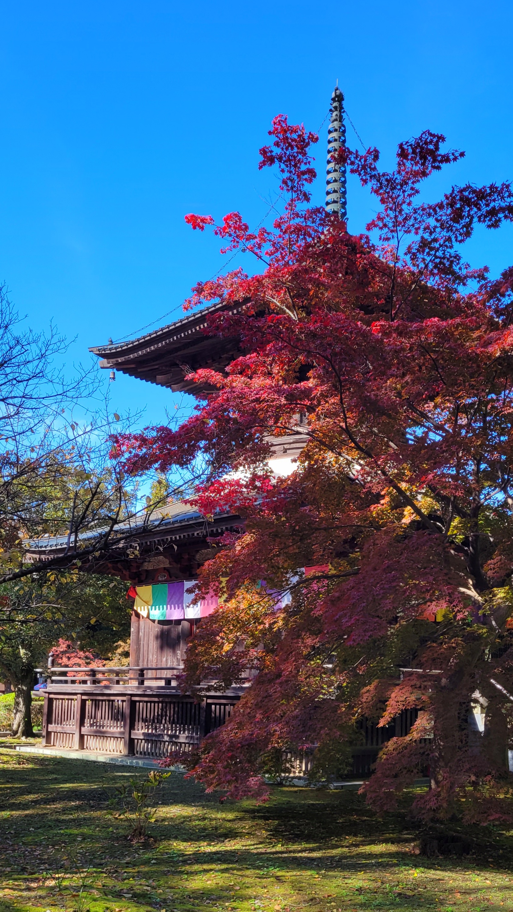 鑁阿寺(ばんなじ)にて、「もみじと寺院が生み出す趣のある秋景色」と感じた写真です。