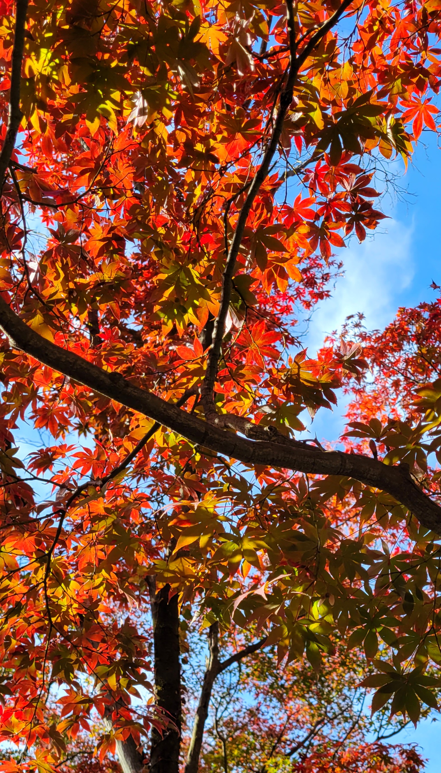 織姫公園もみじ谷にて、「紅葉と青空が織りなす秋の彩り」と感じた写真です。