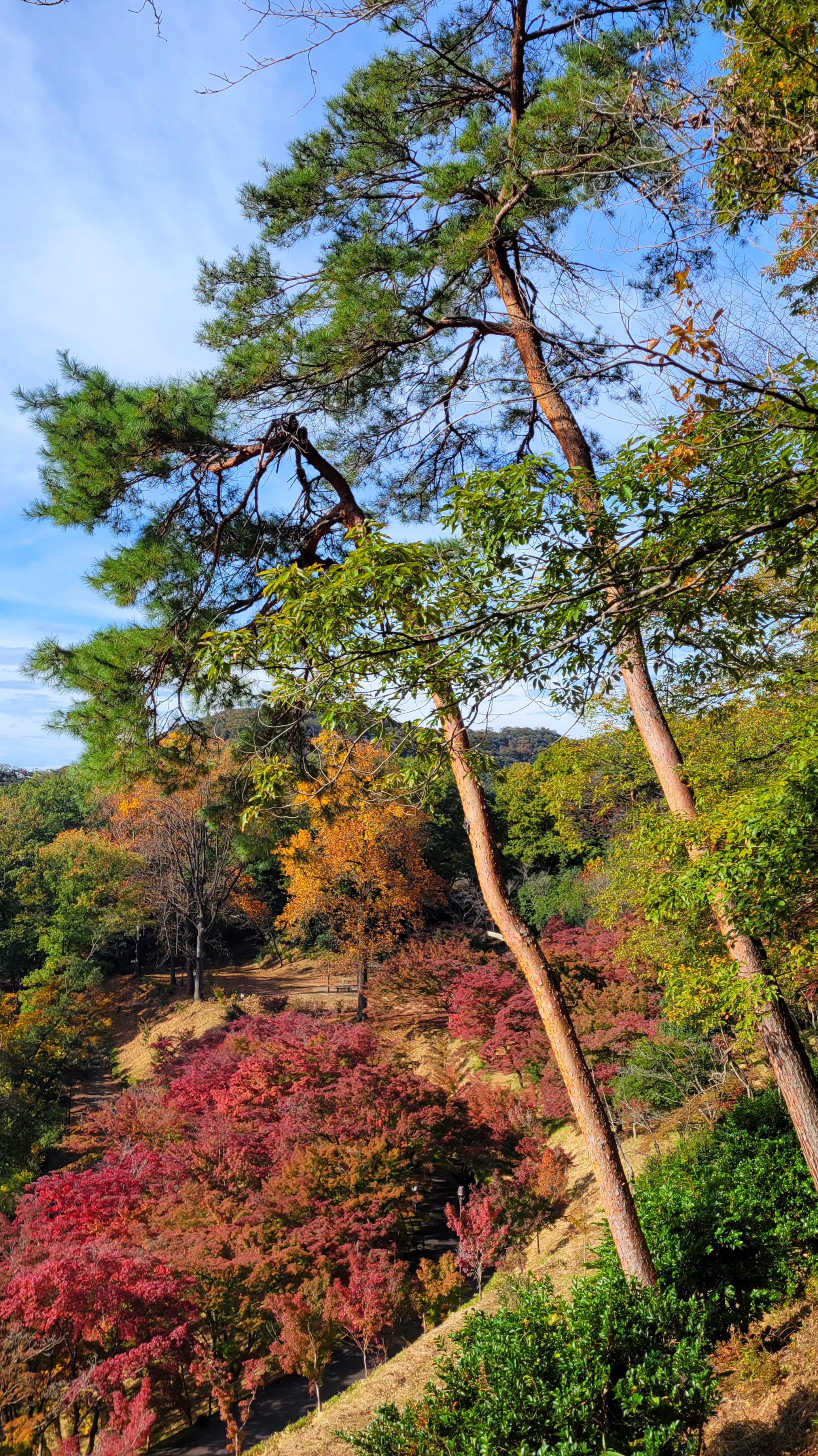 織姫公園もみじ谷にて、「紅葉ともみじが織りなす秋の丘」と感じた写真です。