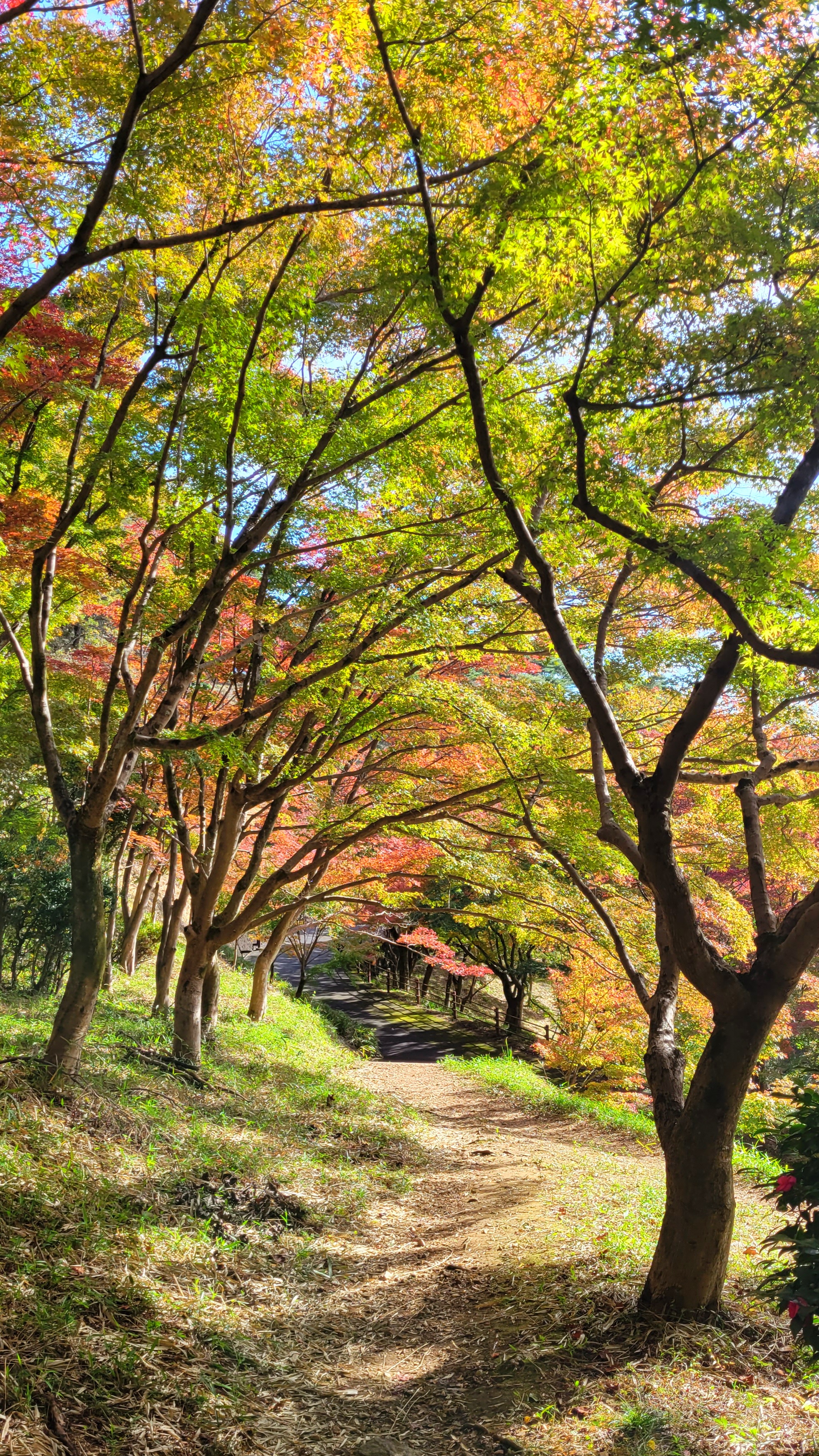 織姫公園もみじ谷にて、「紅葉のトンネルが広がる幻想的な道」と感じた写真です。