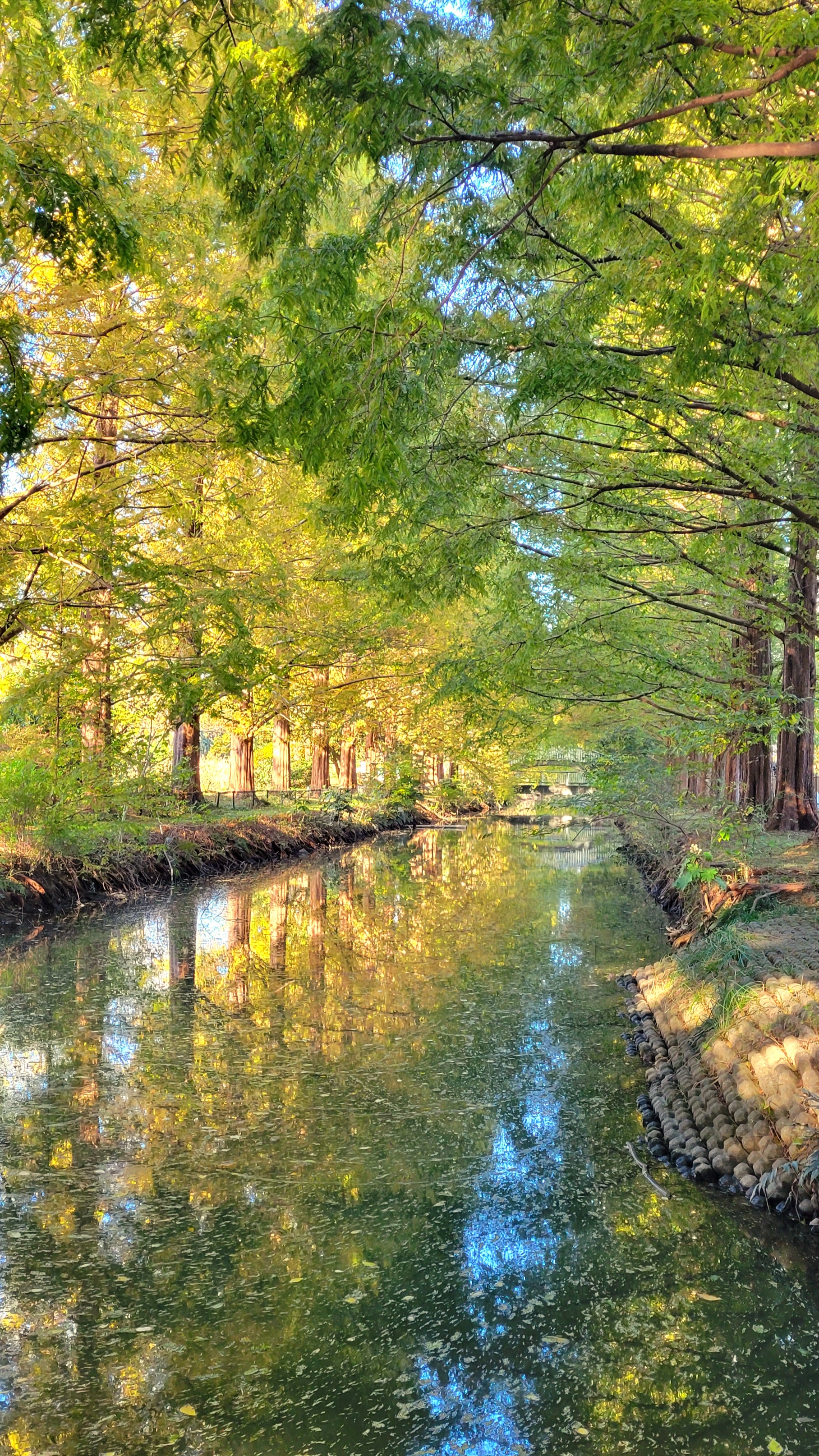 加須はなさき公園にて、「色づき始めたメタセコイアと静かな水面」と感じた写真です。