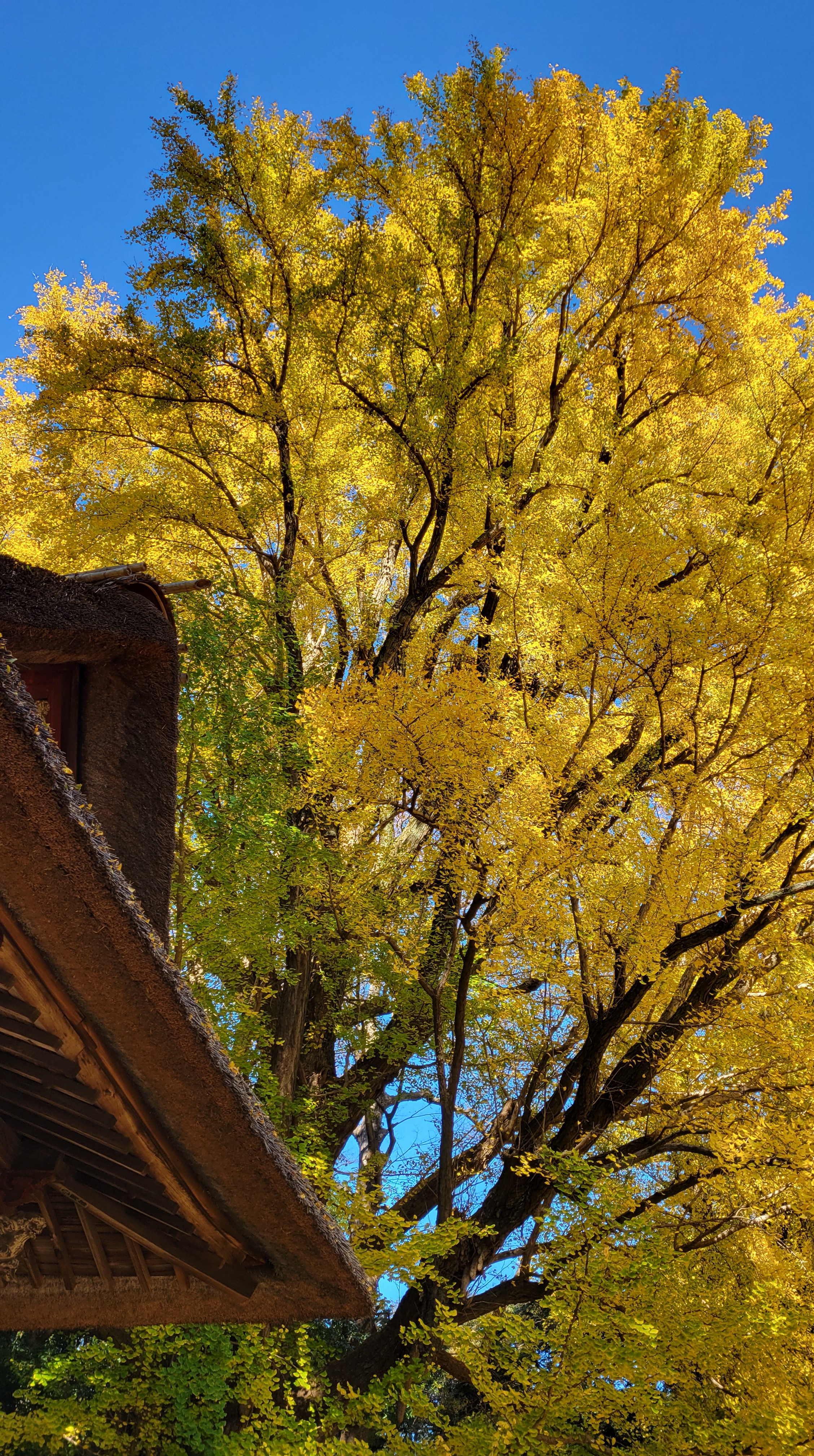 玉敷神社にて、「黄金のイチョウと神社が調和する風景」と感じた写真です。