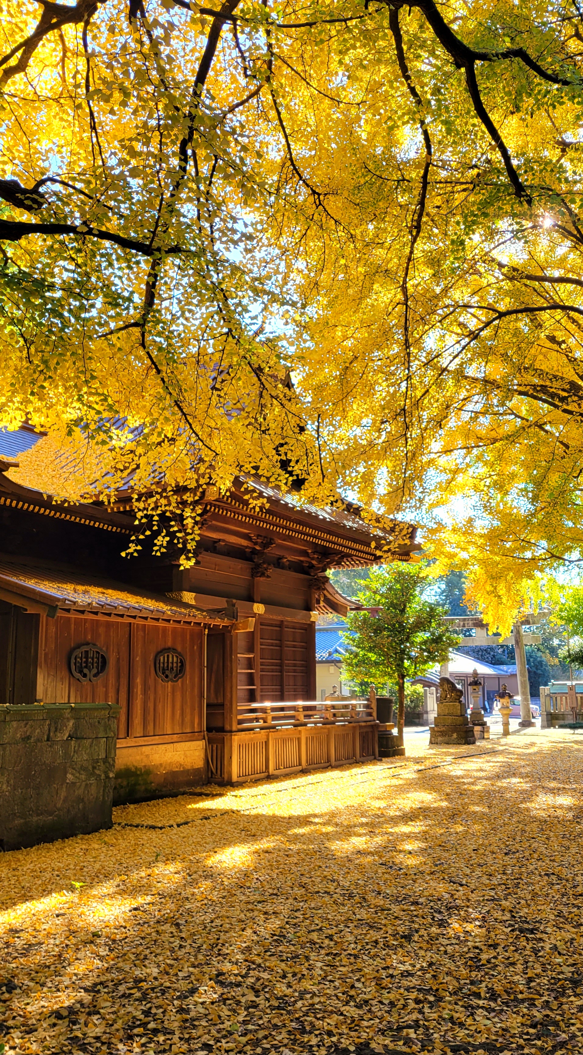 玉敷神社にて、「イチョウの輝きと神社の静寂な佇まい」と感じた写真です。