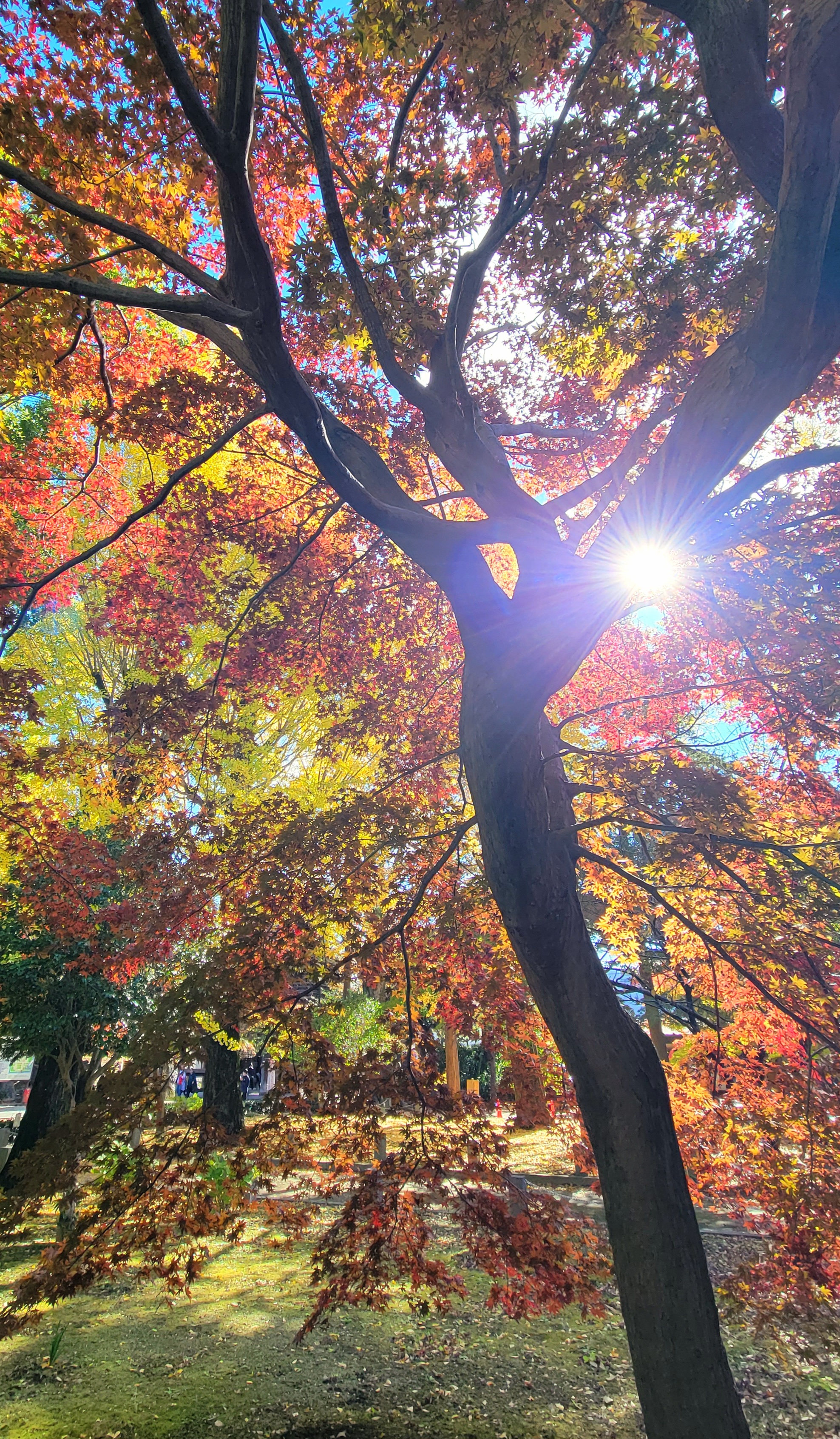 鑁阿寺(ばんなじ)にて、「光に照らされる鮮やかなもみじの紅葉」と感じた写真です。
