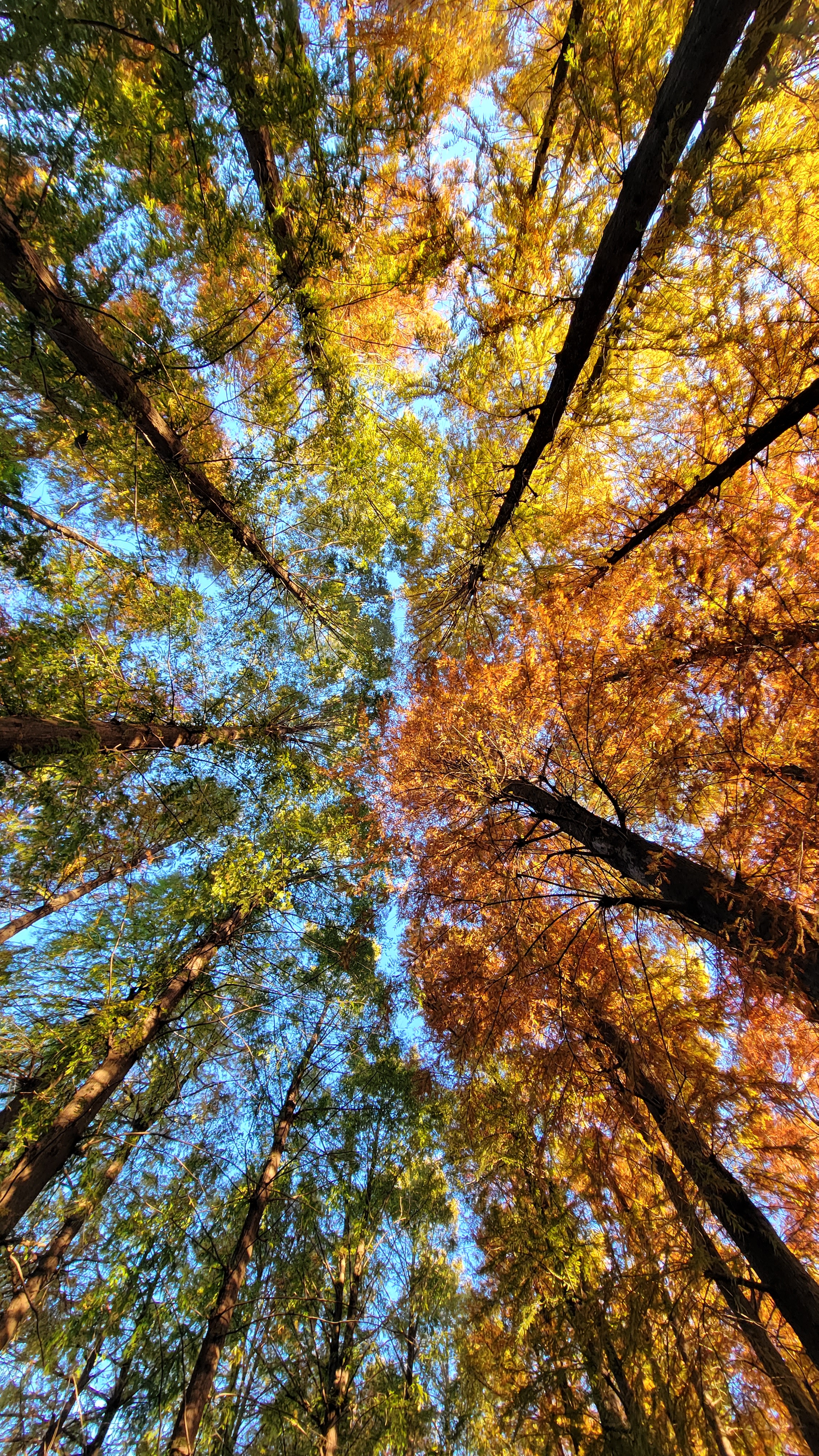 別所沼公園にて、「広角で捉えたメタセコイアの迫力ある紅葉」と感じた写真です。