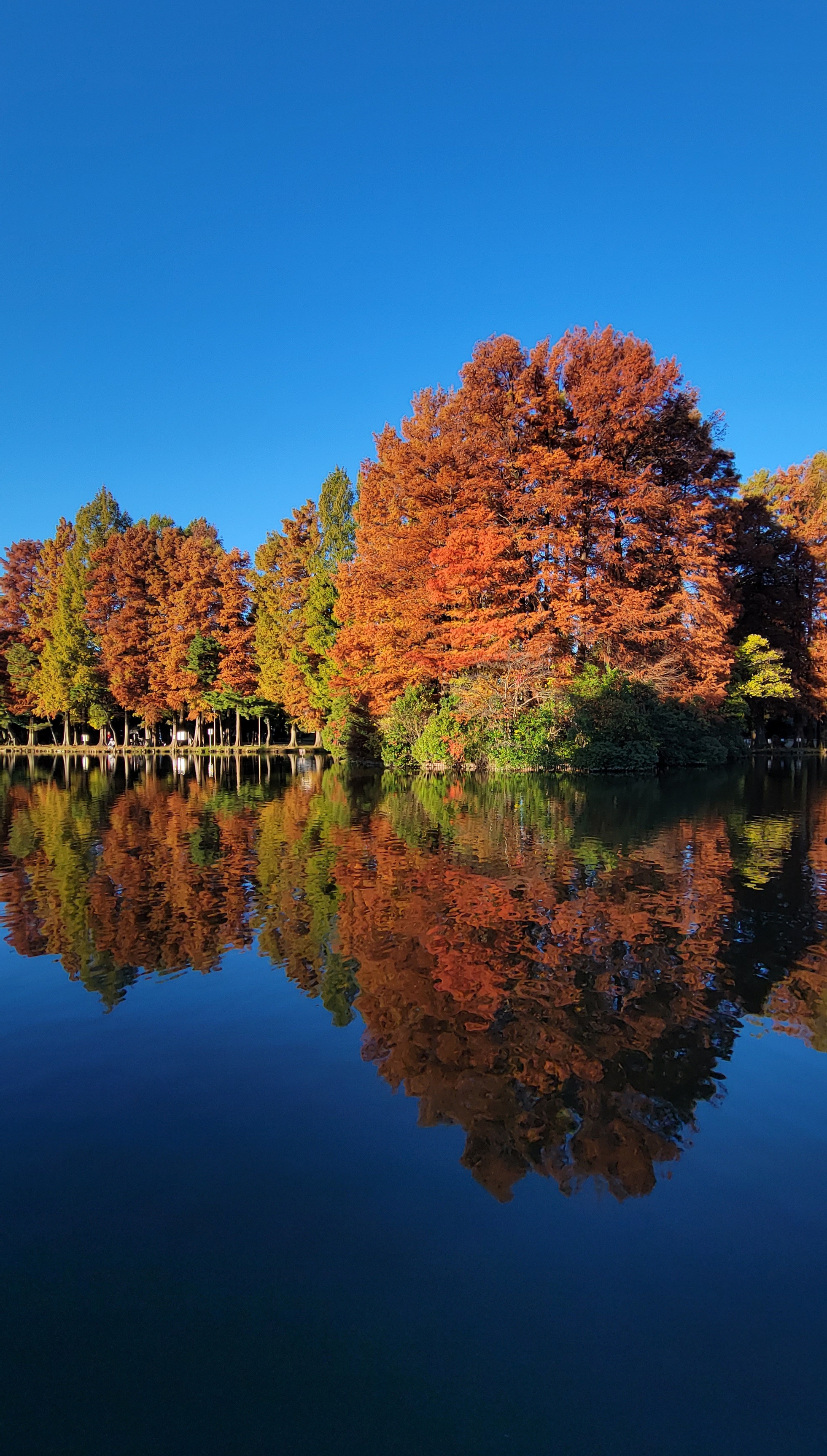 別所沼公園にて、「水面に映るメタセコイアの紅葉の美しさ」と感じた写真です。