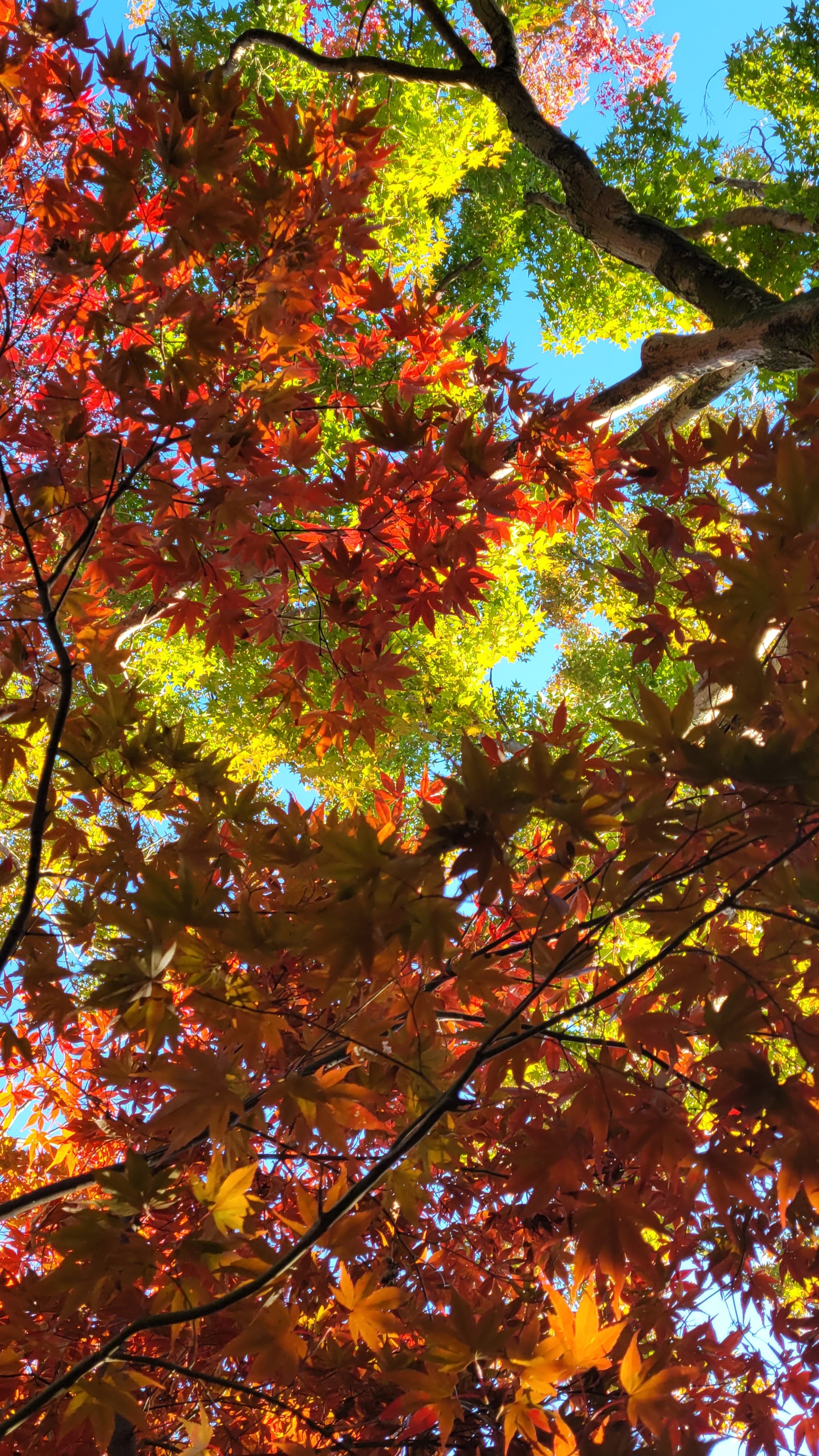 小林もみじ園にて、「赤と緑が織りなすもみじの鮮やかなコントラスト」と感じた写真です。