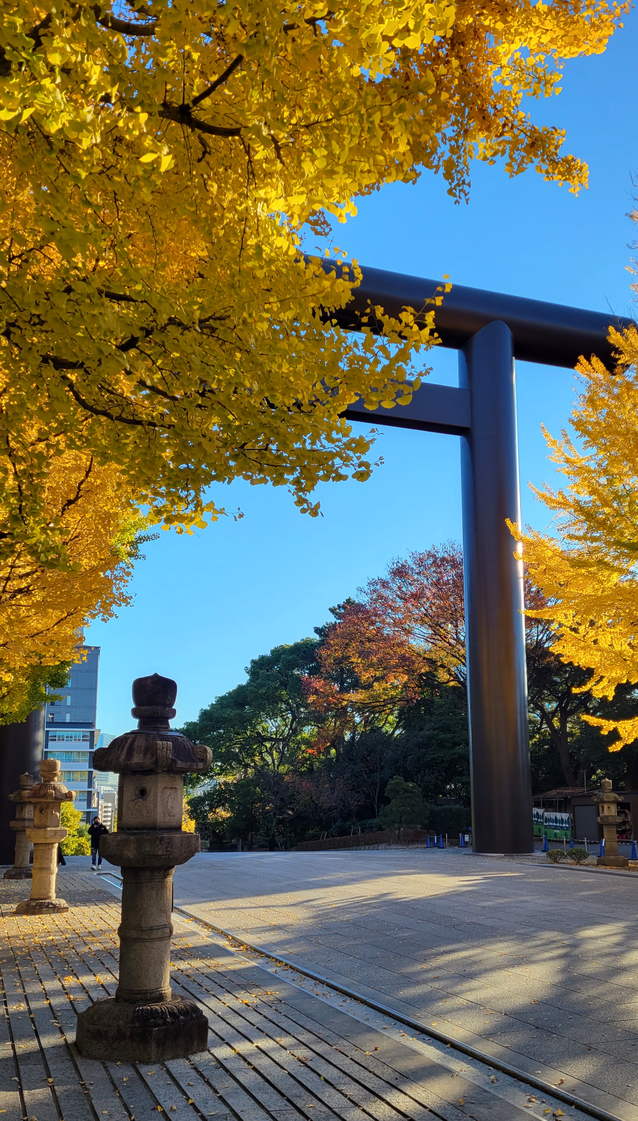 靖国神社にて、「鳥居とイチョウが彩る秋の静寂な景色」と感じた写真です。