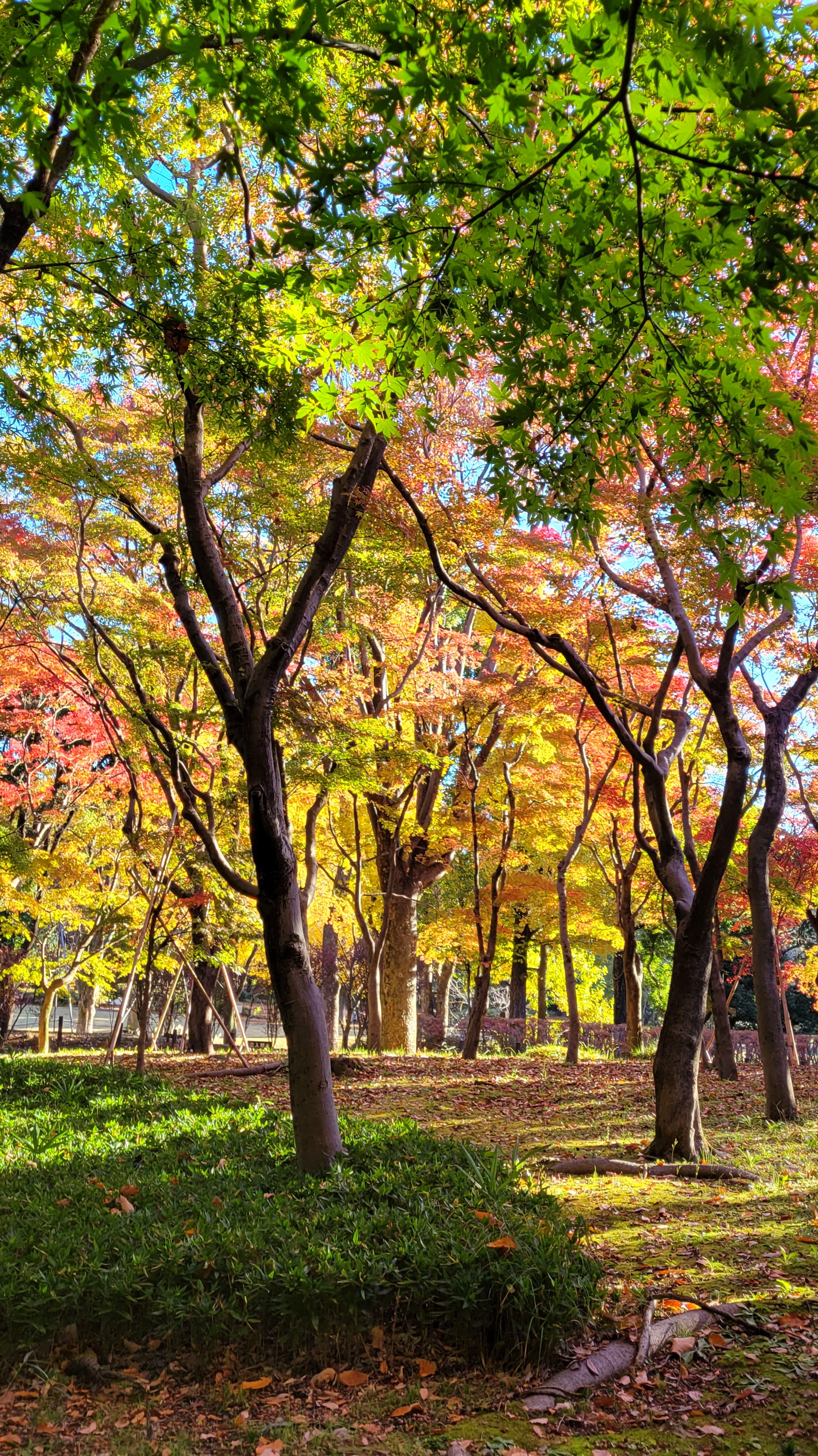 北の丸公園にて、「緑と赤が織りなすもみじ林の彩り」と感じた写真です。