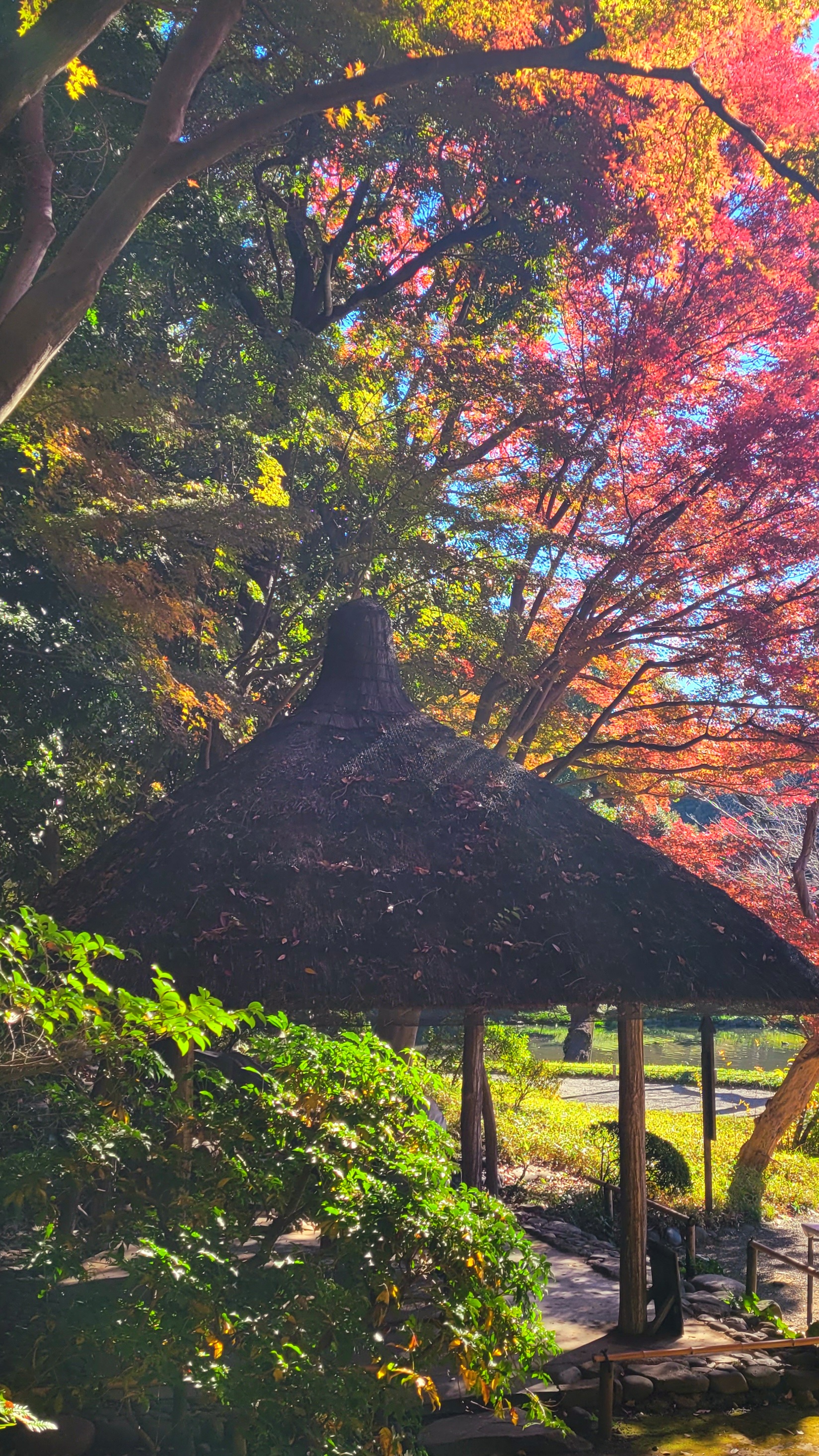 小石川後楽園にて、「紅葉ともみじが彩る小屋の風景」と感じた写真です。