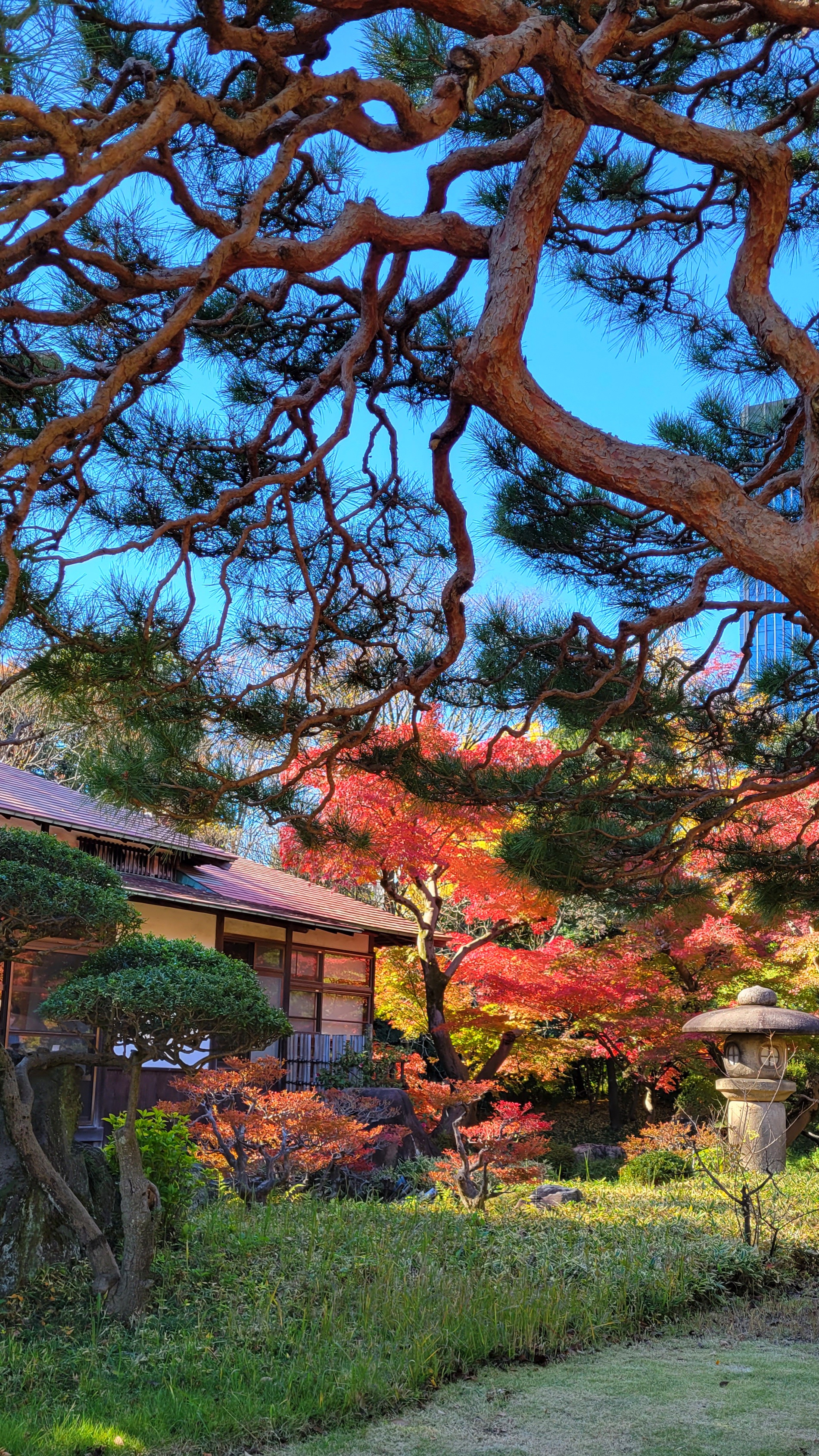 小石川後楽園にて、「松の緑と紅葉の赤が魅せる対比」と感じた写真です。