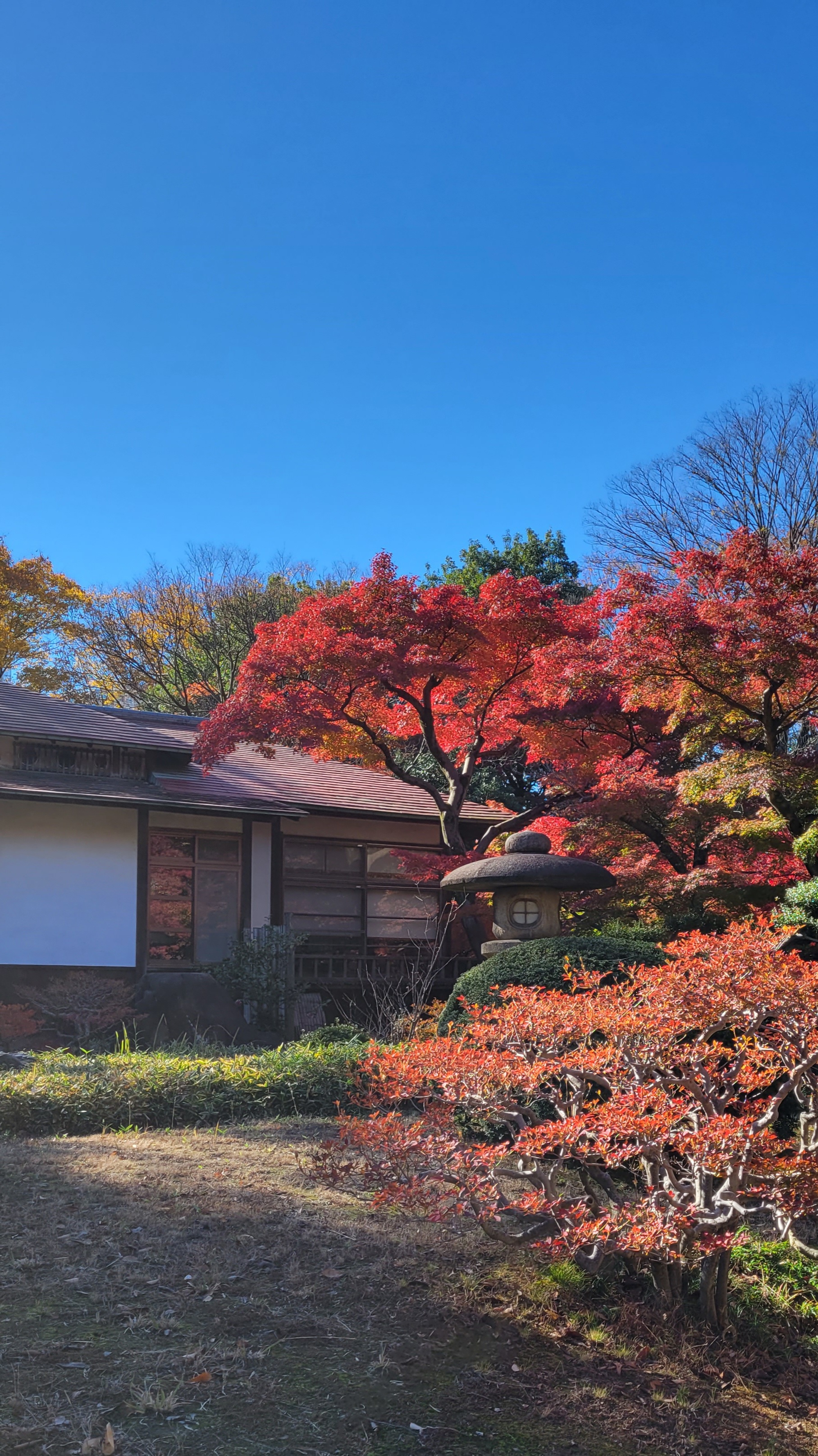 小石川後楽園にて、「真っ赤なもみじと茶屋の静かな調和」と感じた写真です。