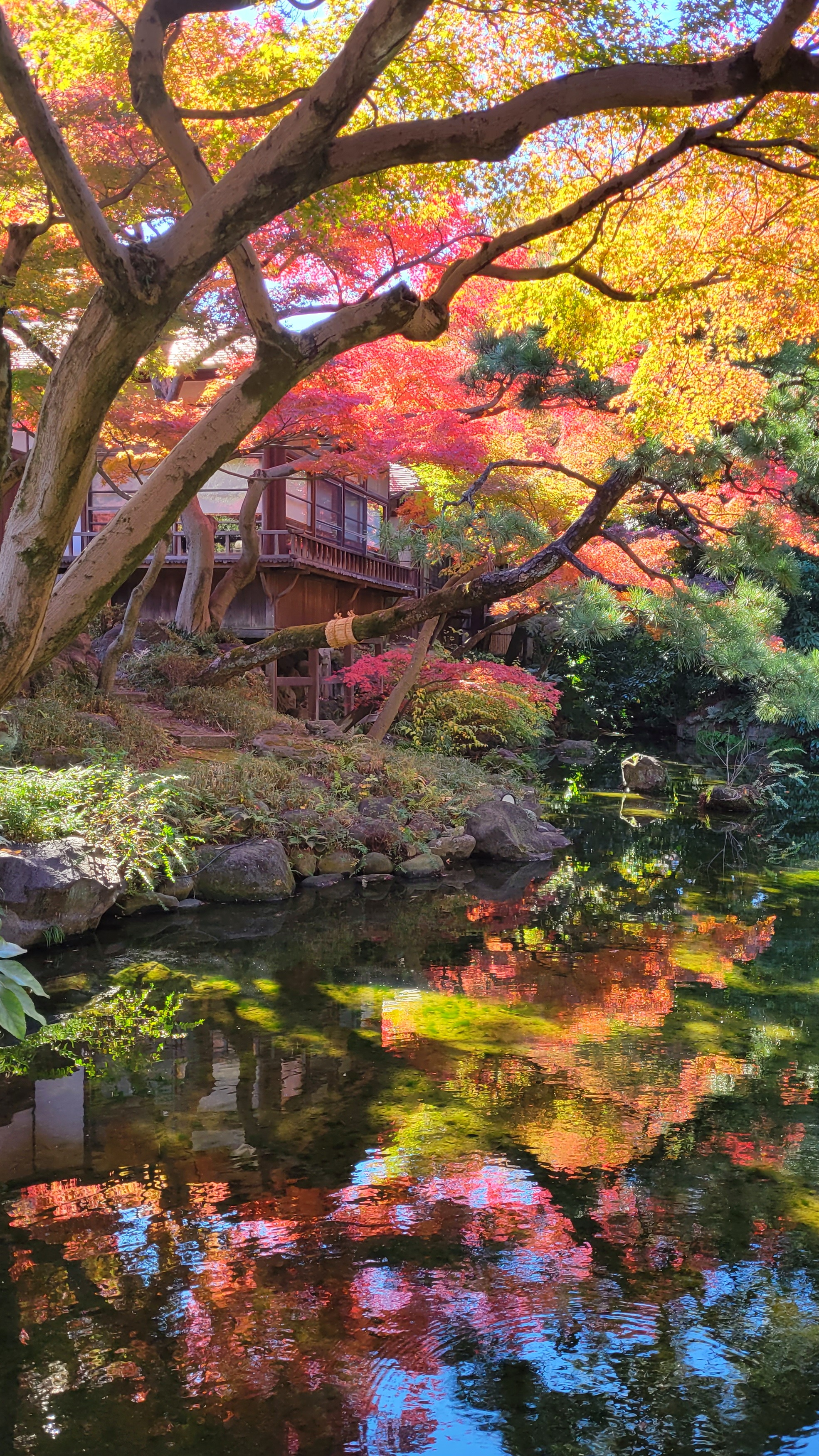 小石川後楽園にて、「紅葉と茶屋が映る幻想的な池の風景」と感じた写真です。